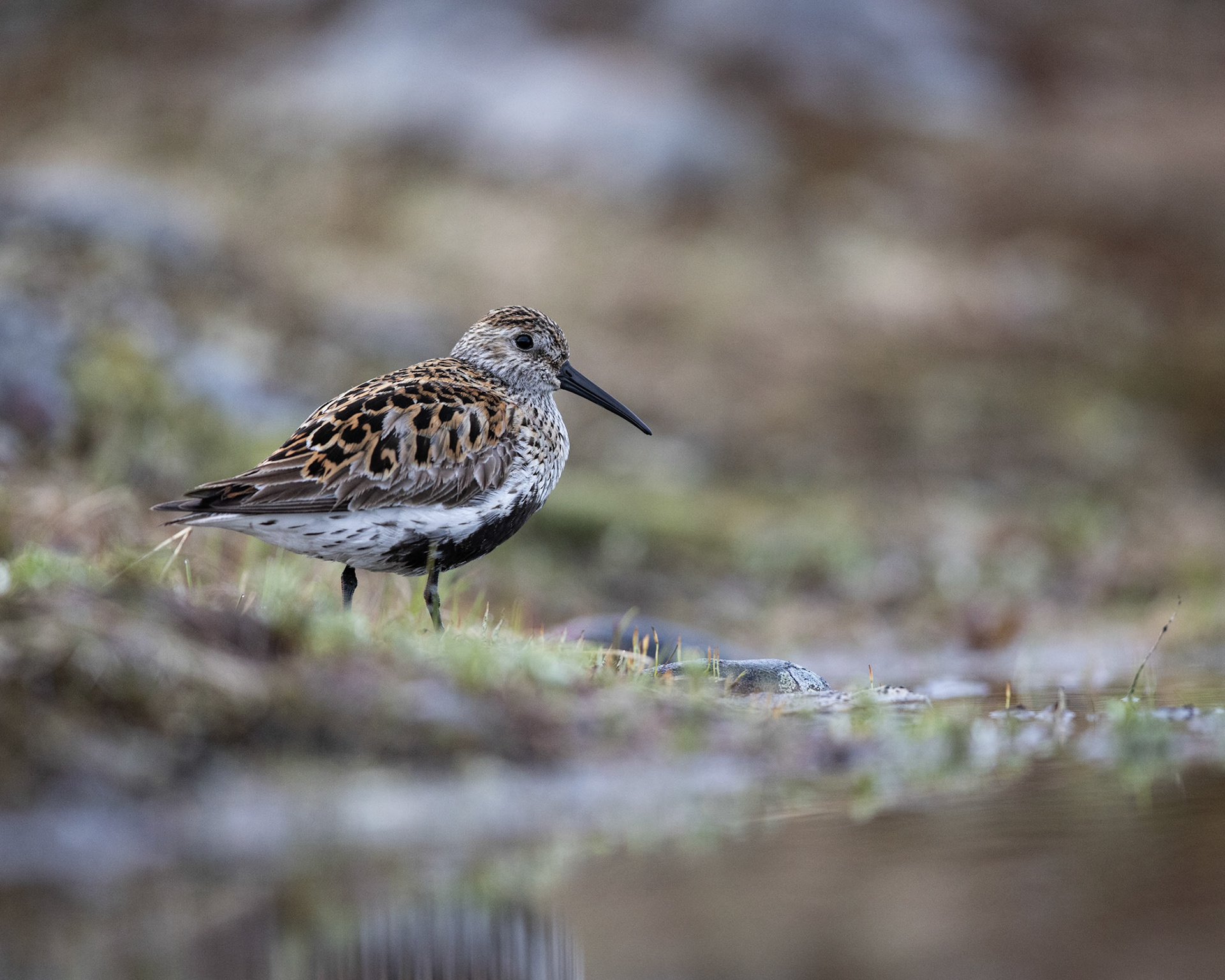 Dunlin