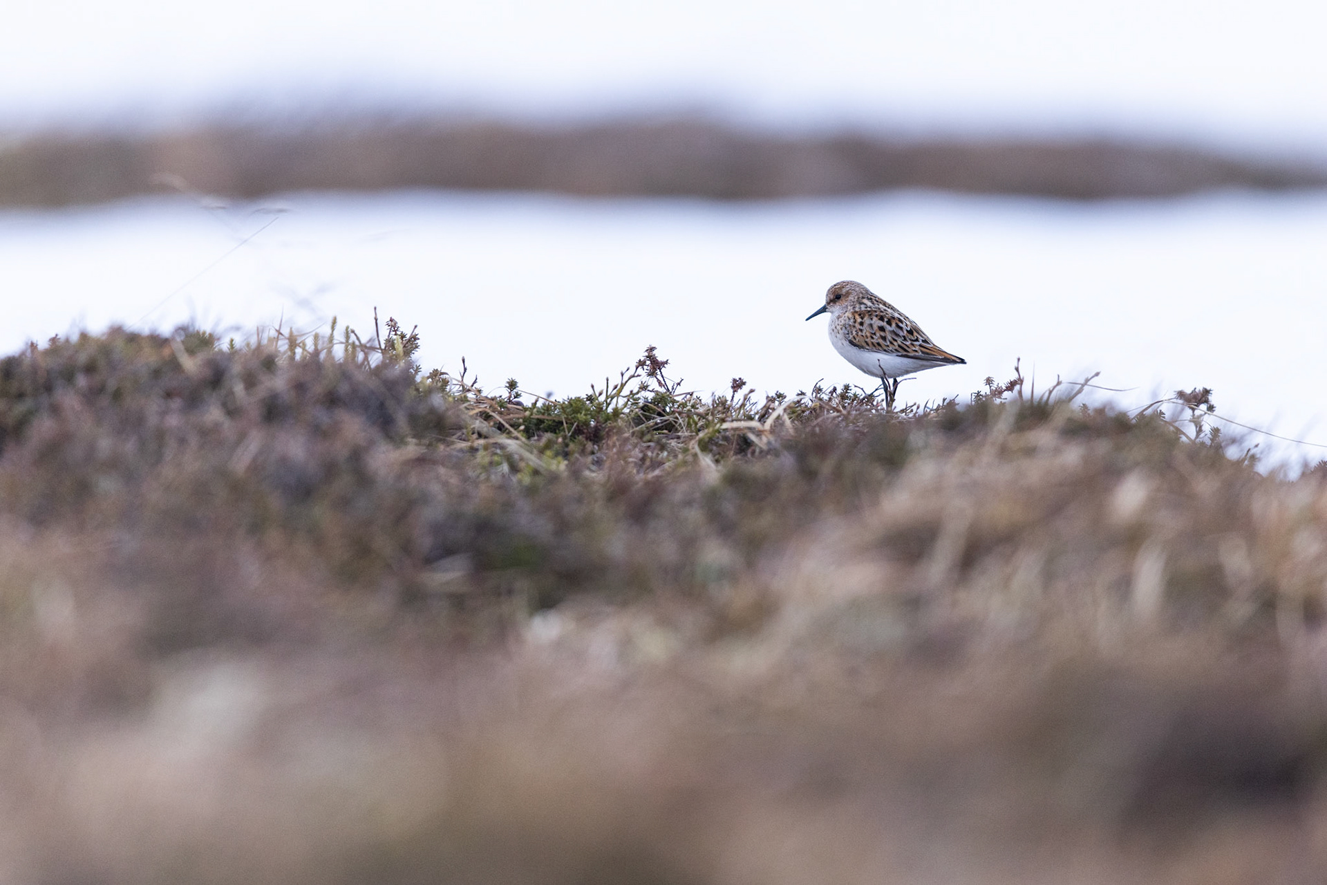 Little stint
