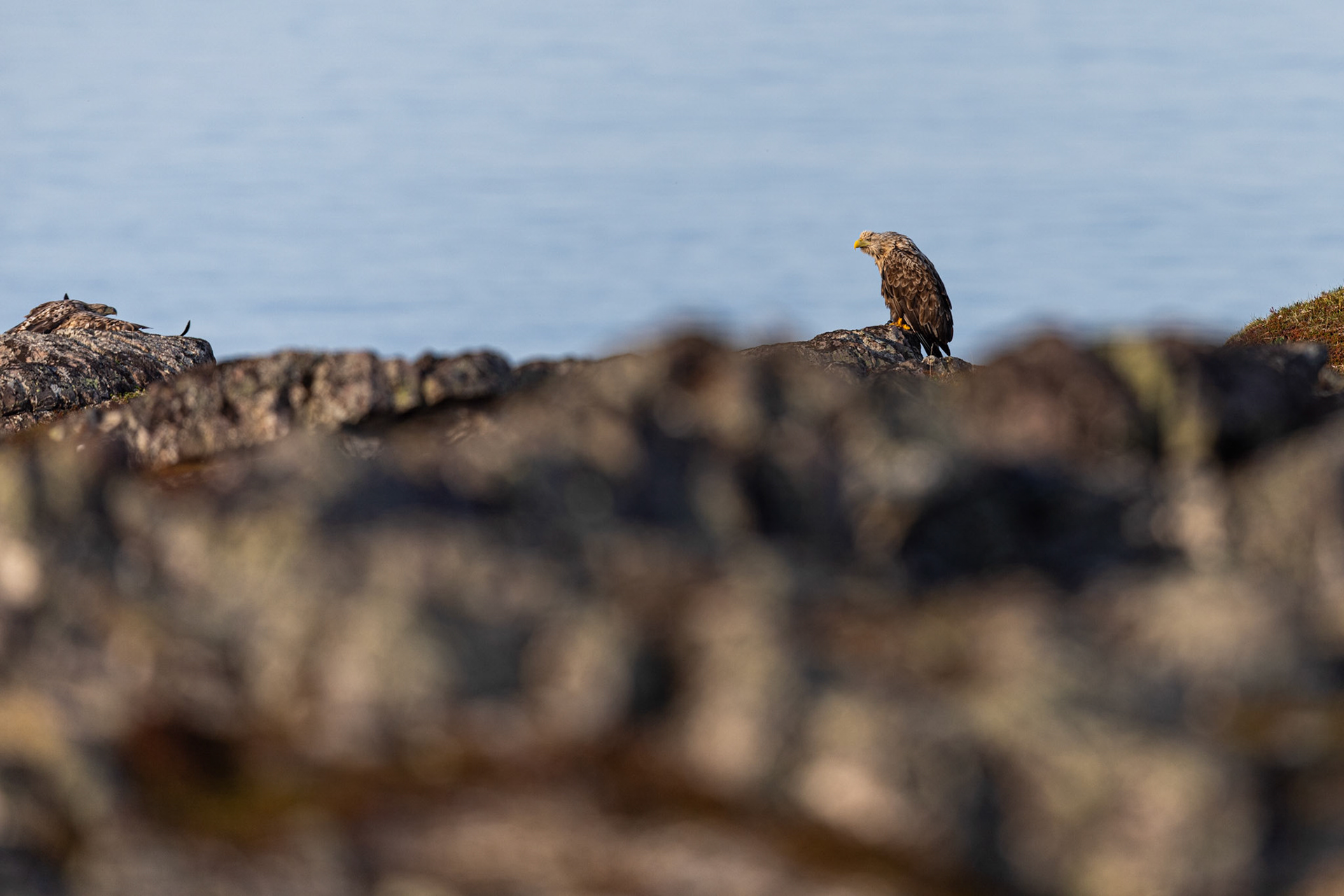White-tailed eagle