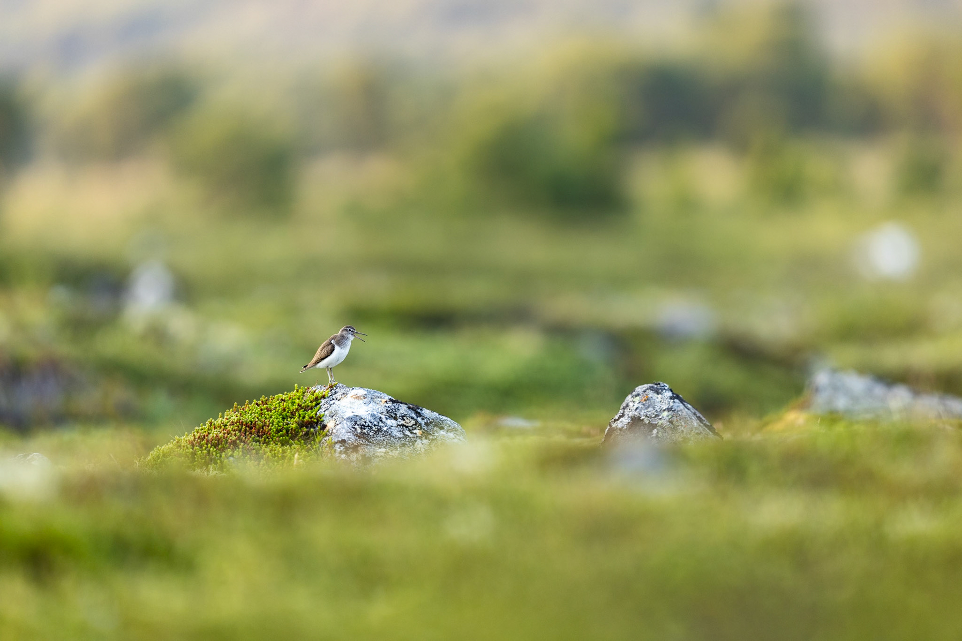Common sandpiper