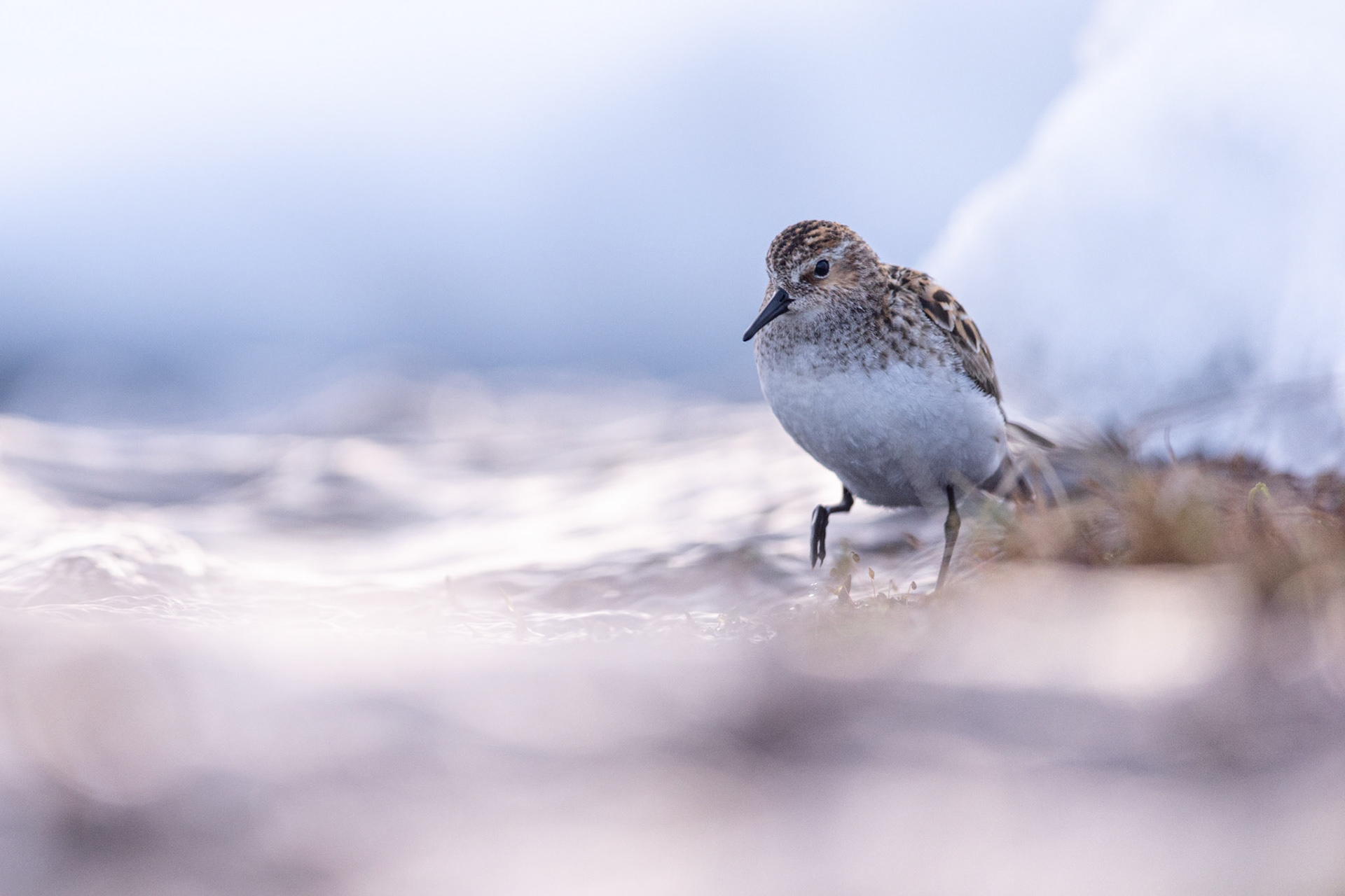 Little stint