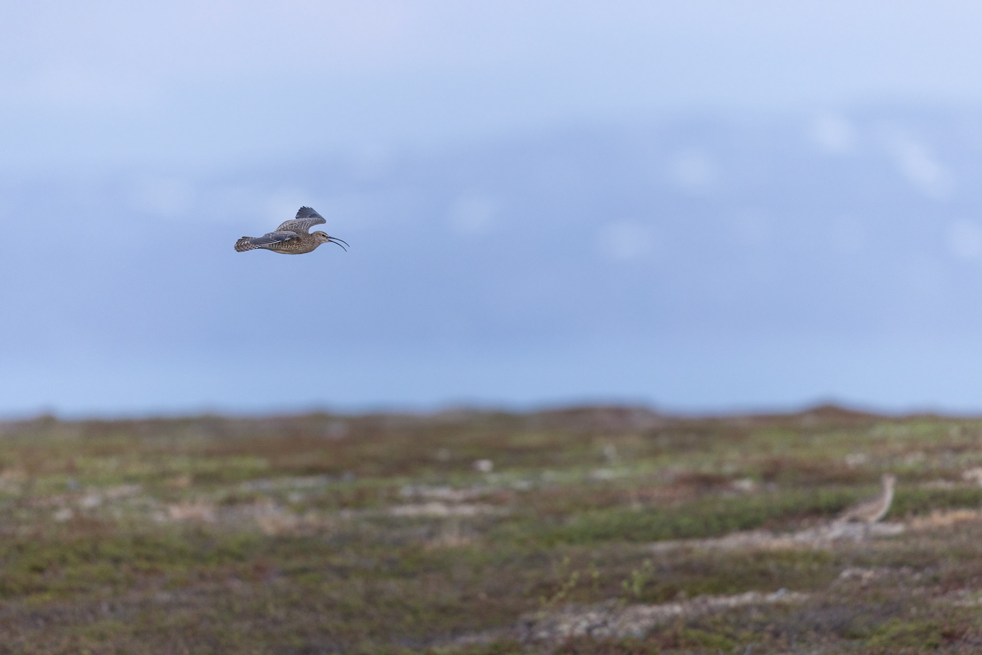Whimbrel