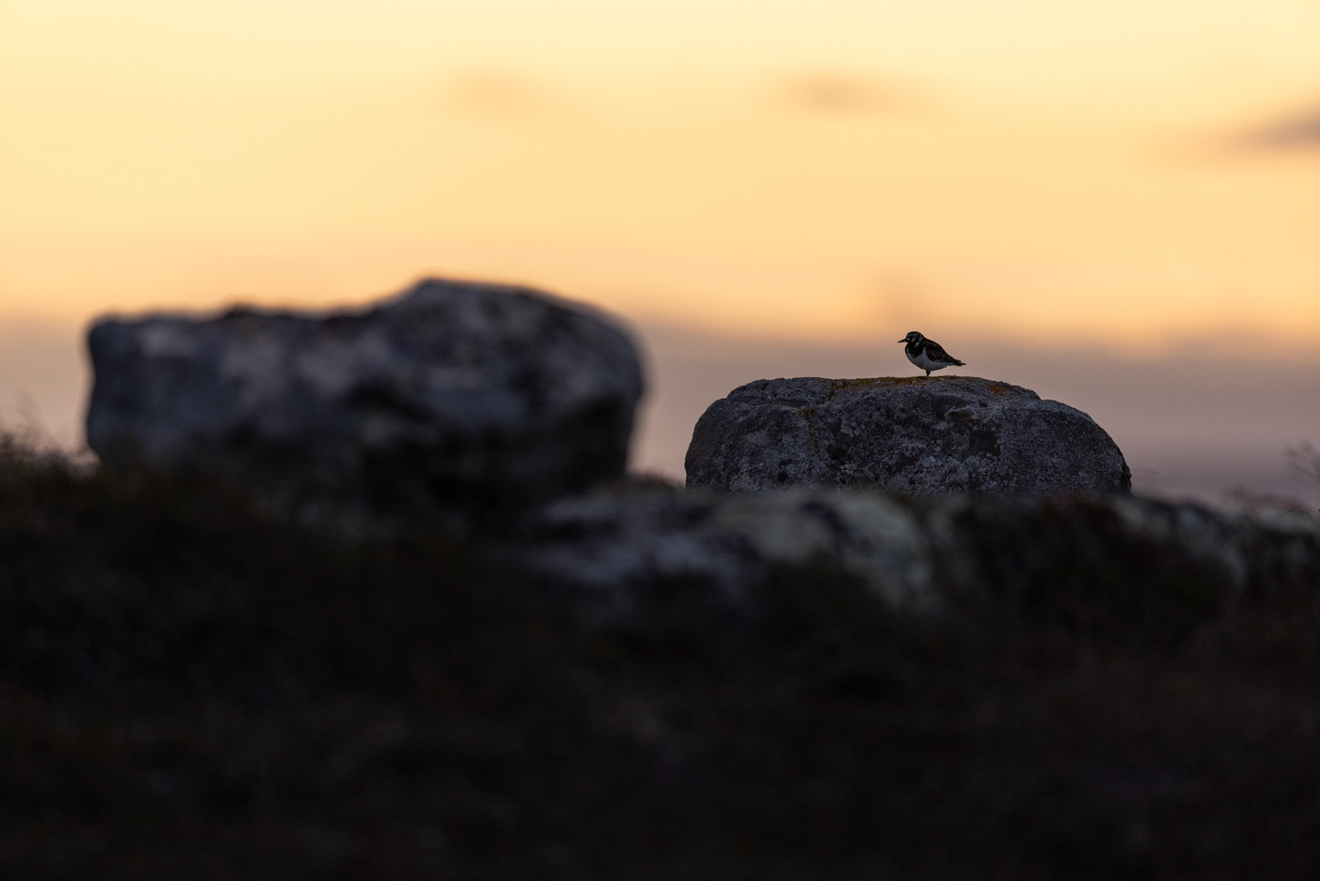 Ruddy turnstone