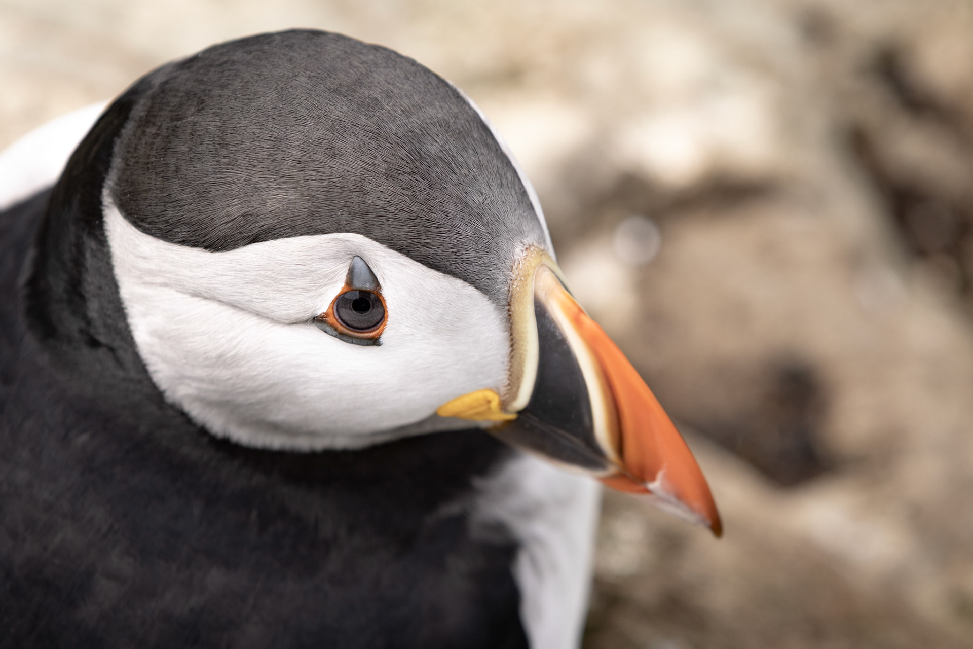 Puffin