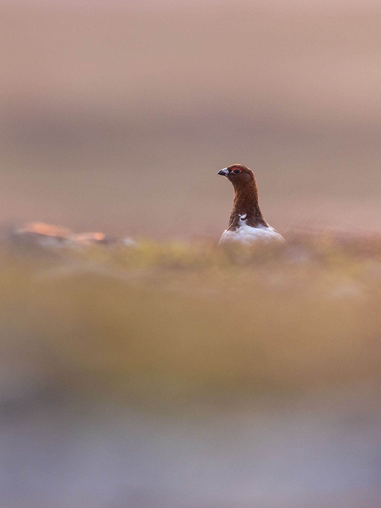 Willow grouse