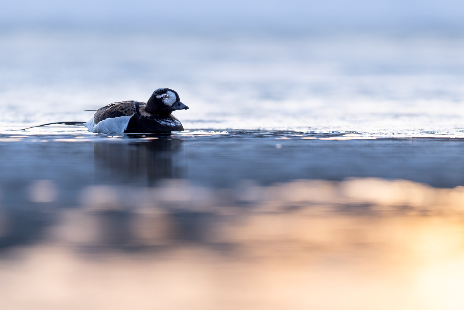 Long-tailed duck