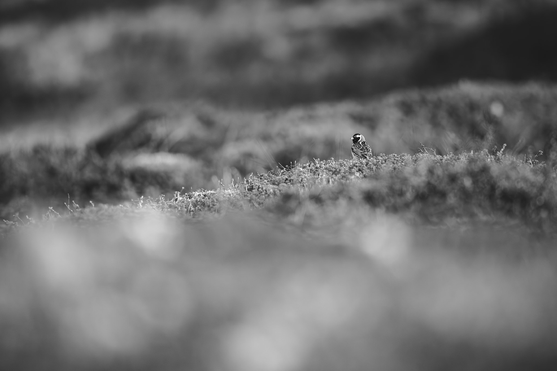 Lapland longspur