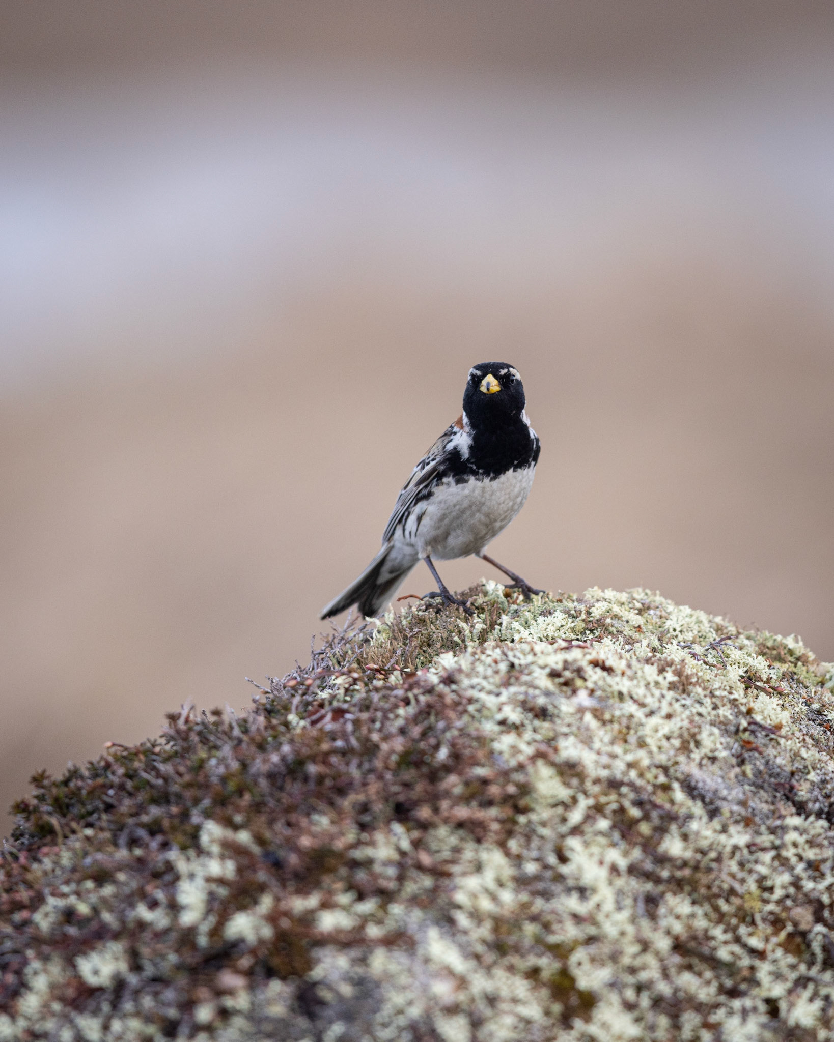 Lapland longspur