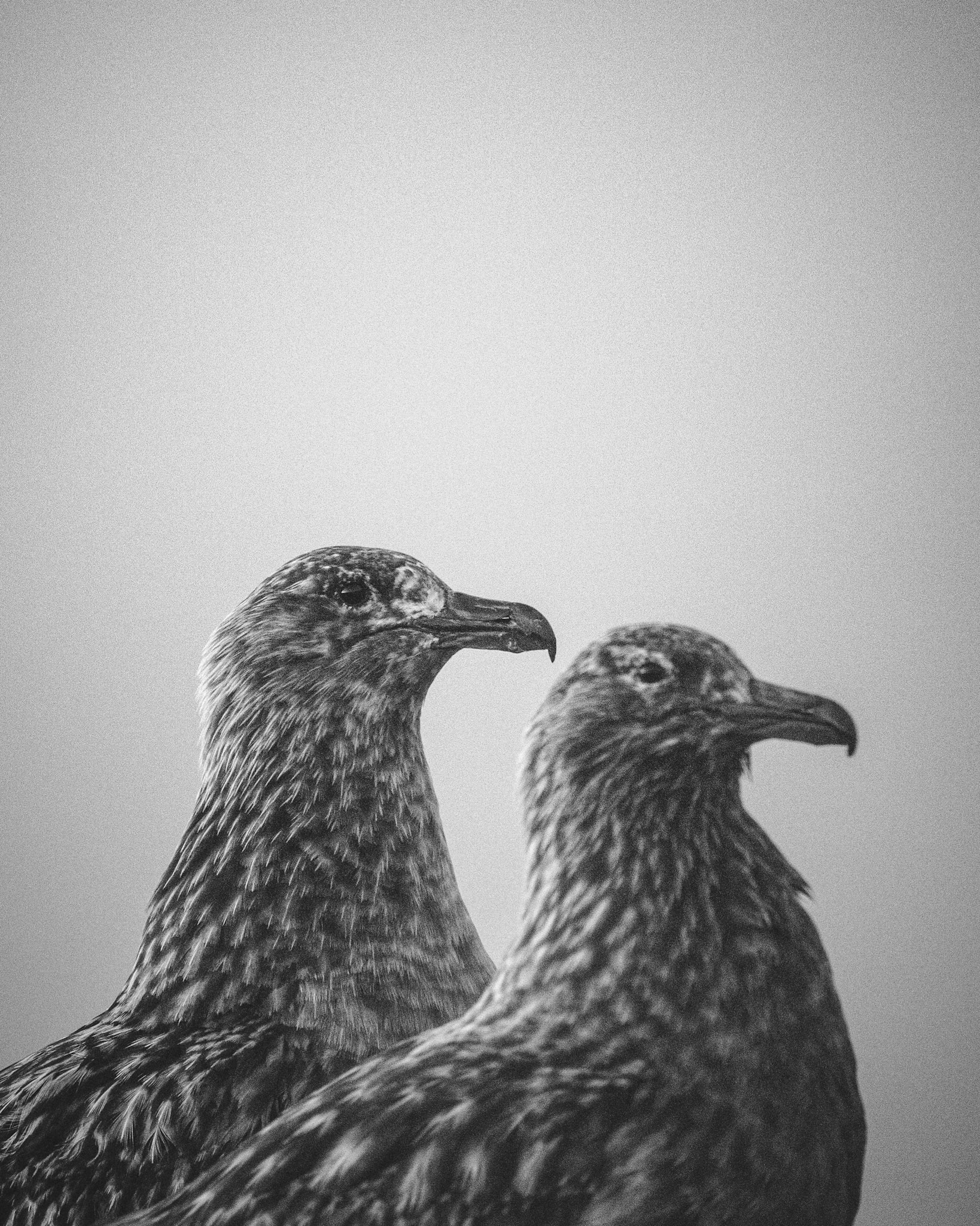 Great skua