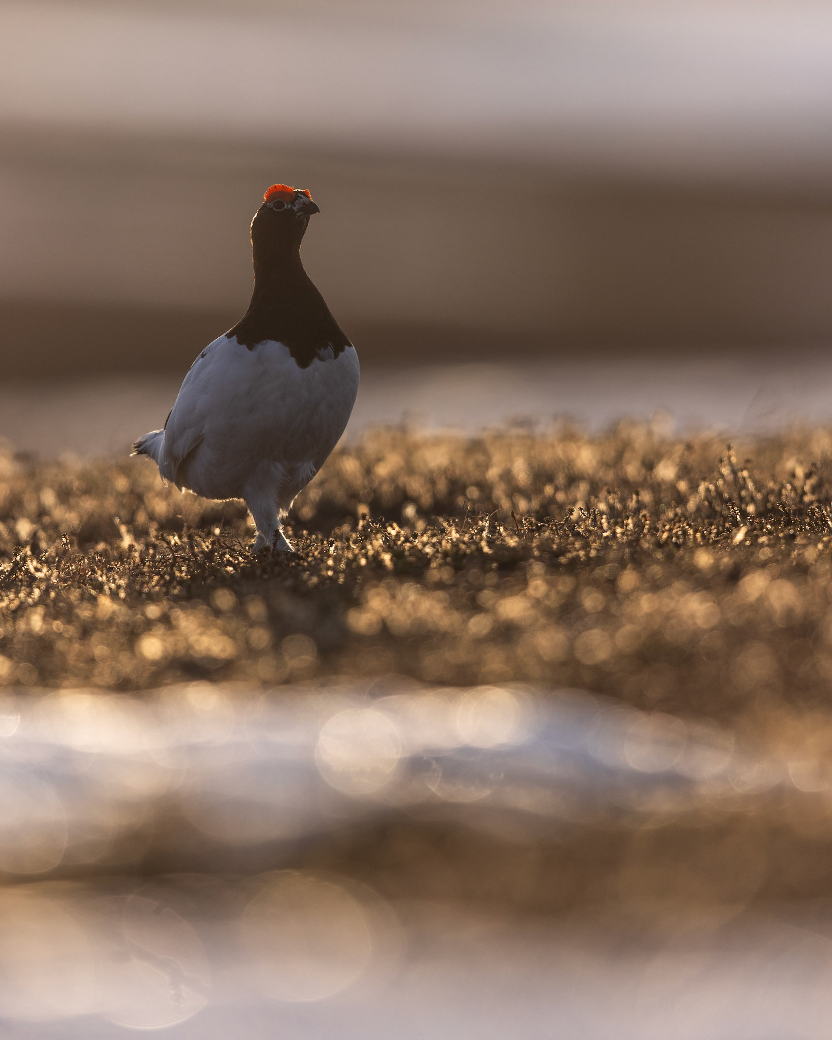 Willow grouse
