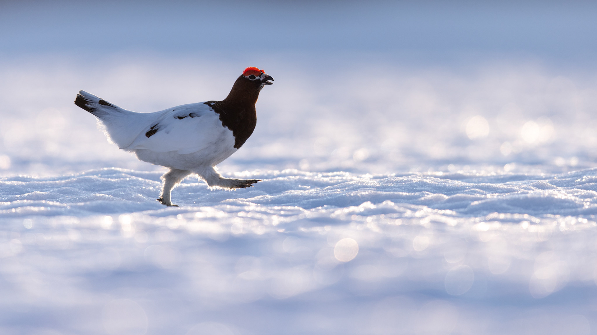 Willow grouse
