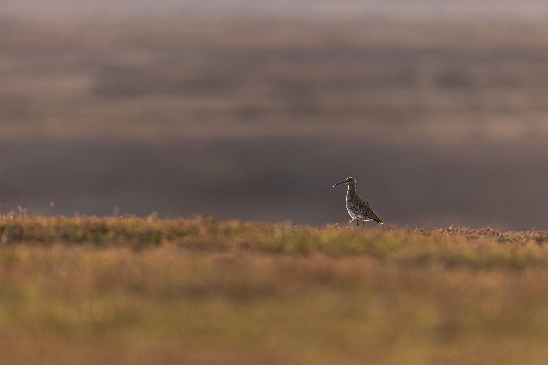 Whimbrel