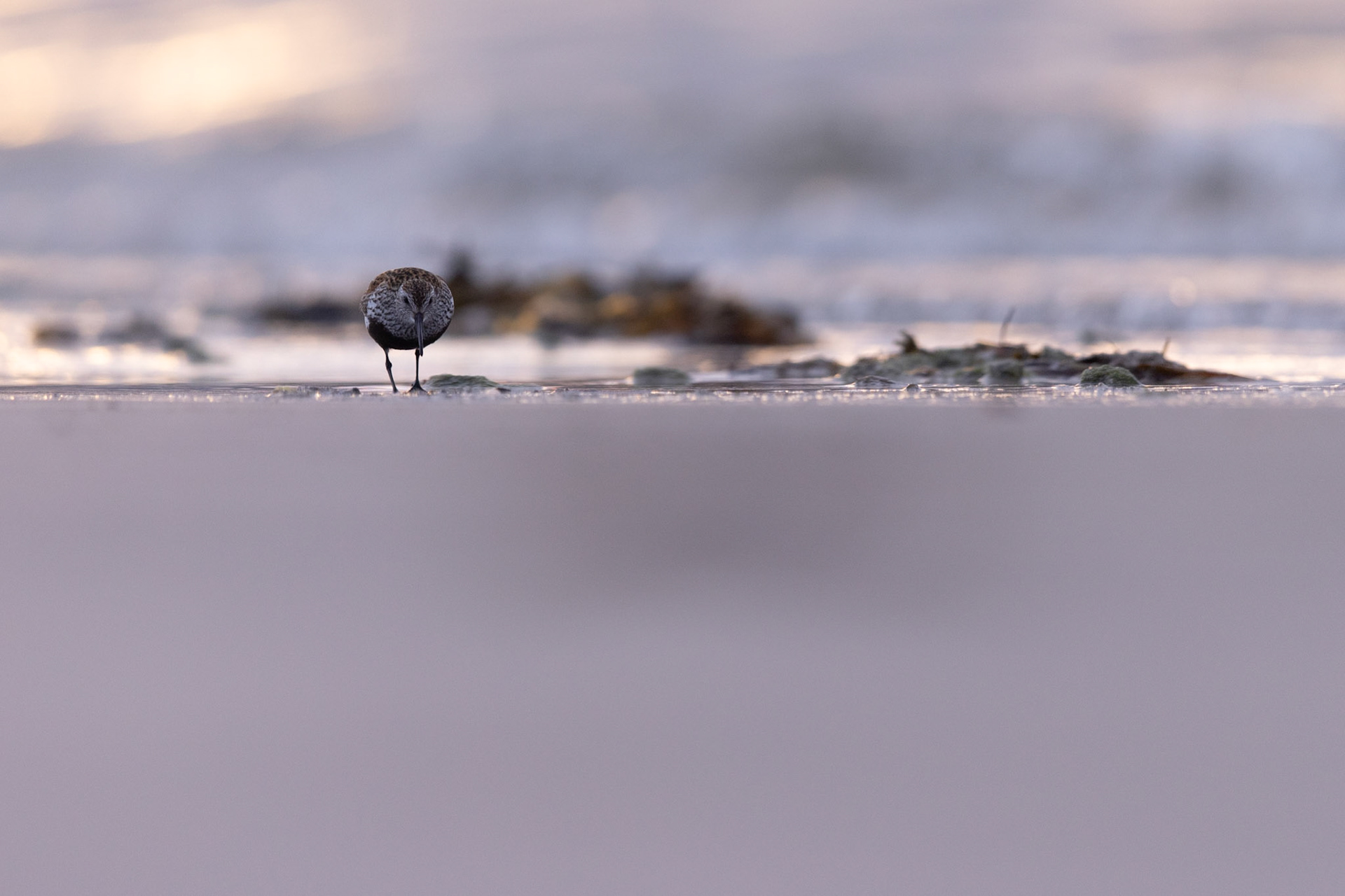 Dunlin