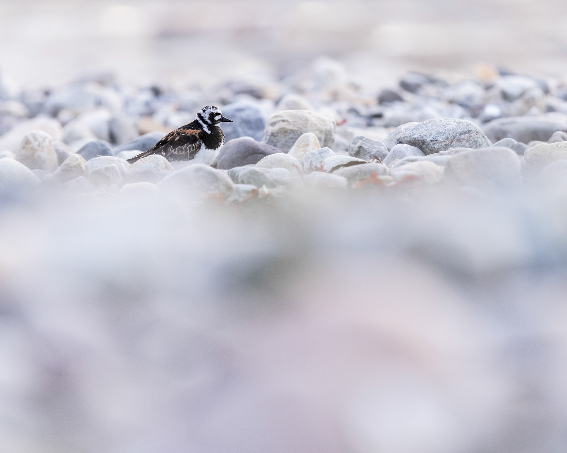 Ruddy turnstone