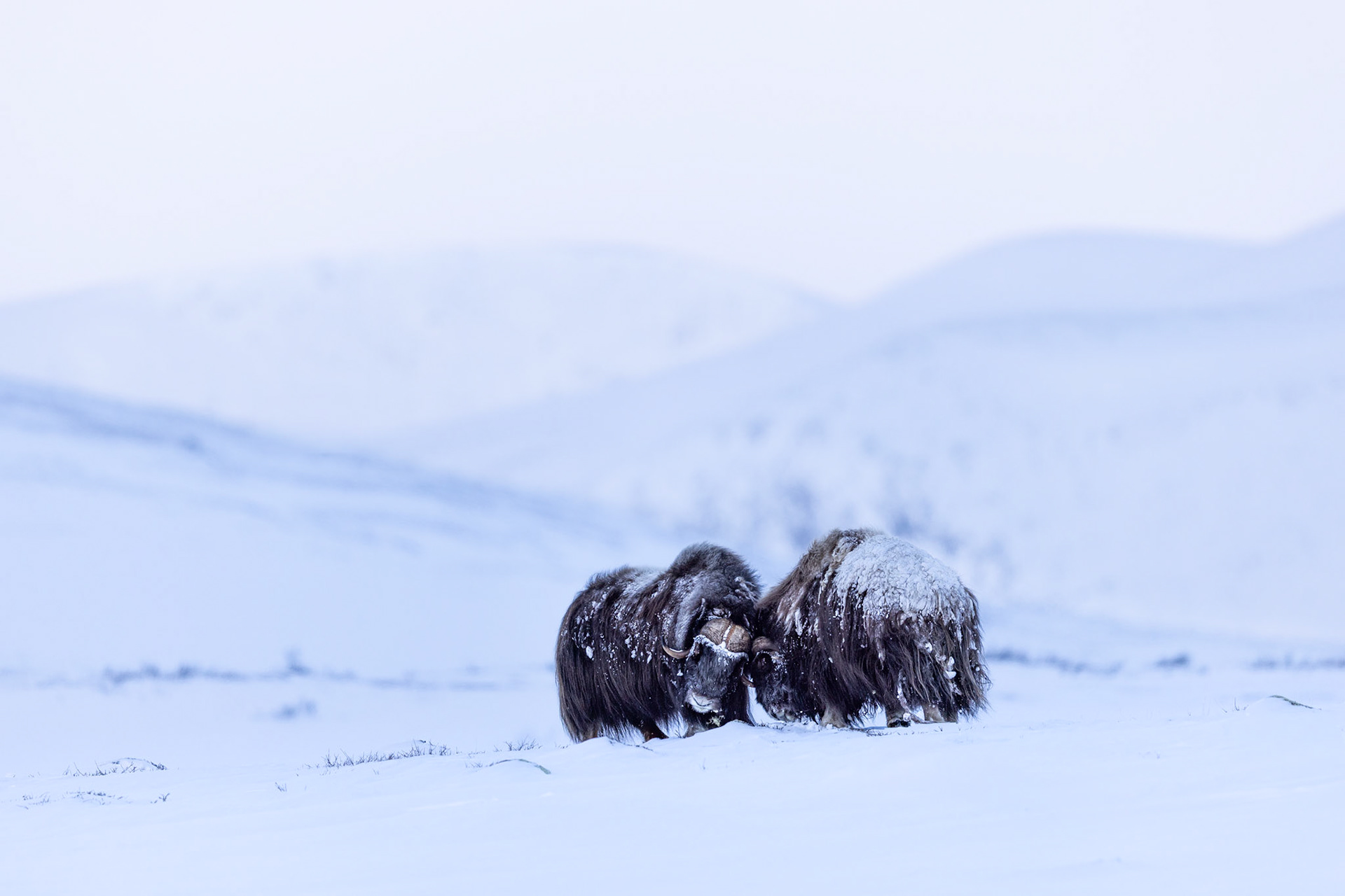 Musk oxen's friendly nudge