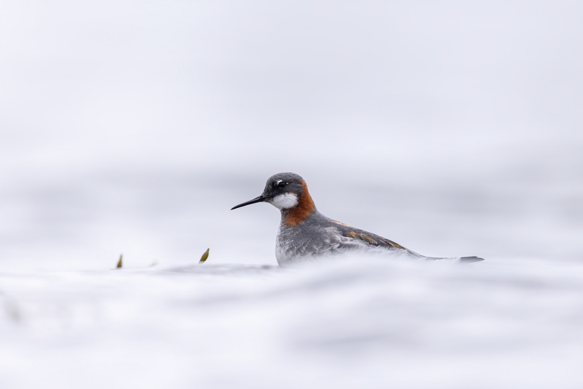 Red-necked phalarope