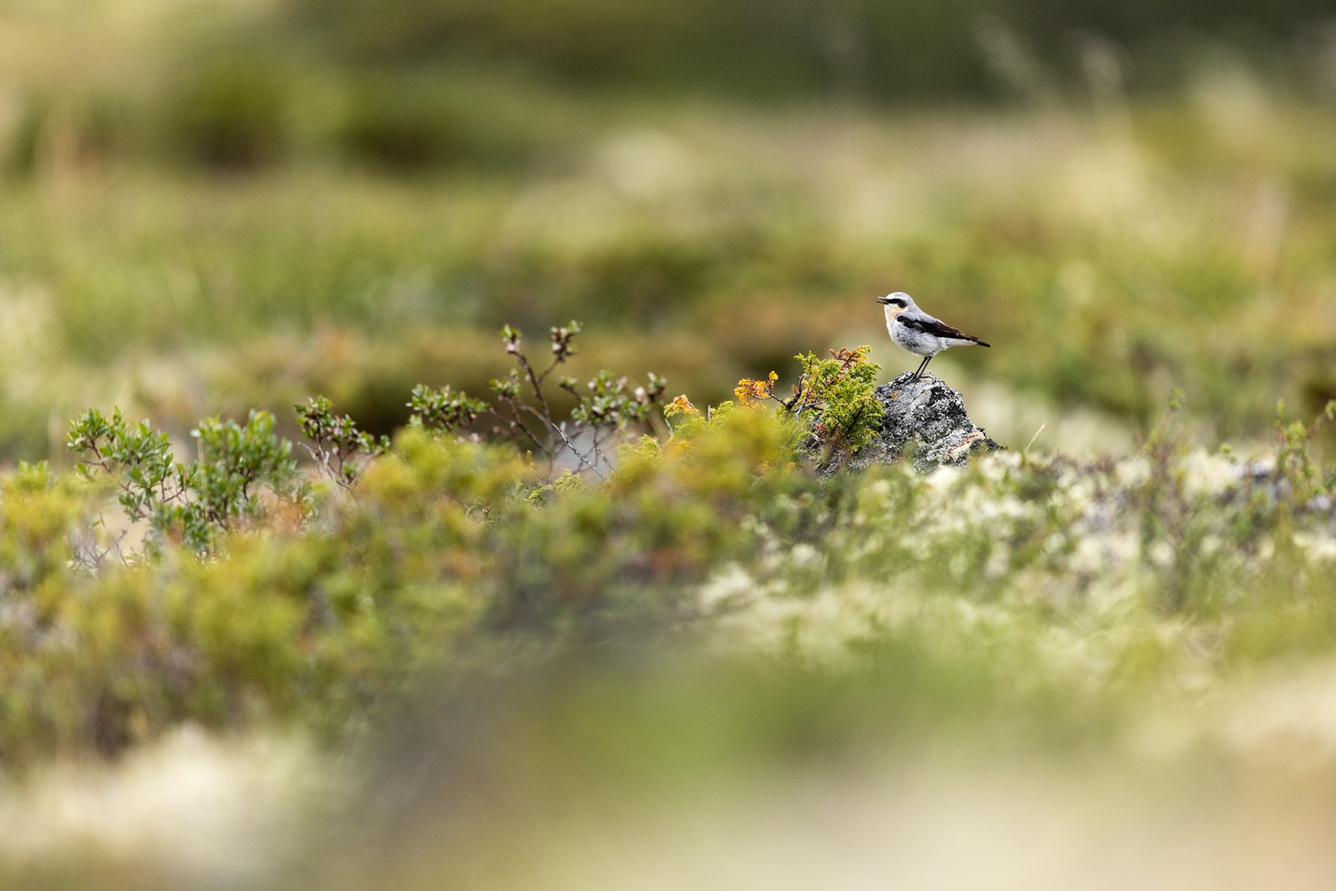 Northern wheatear