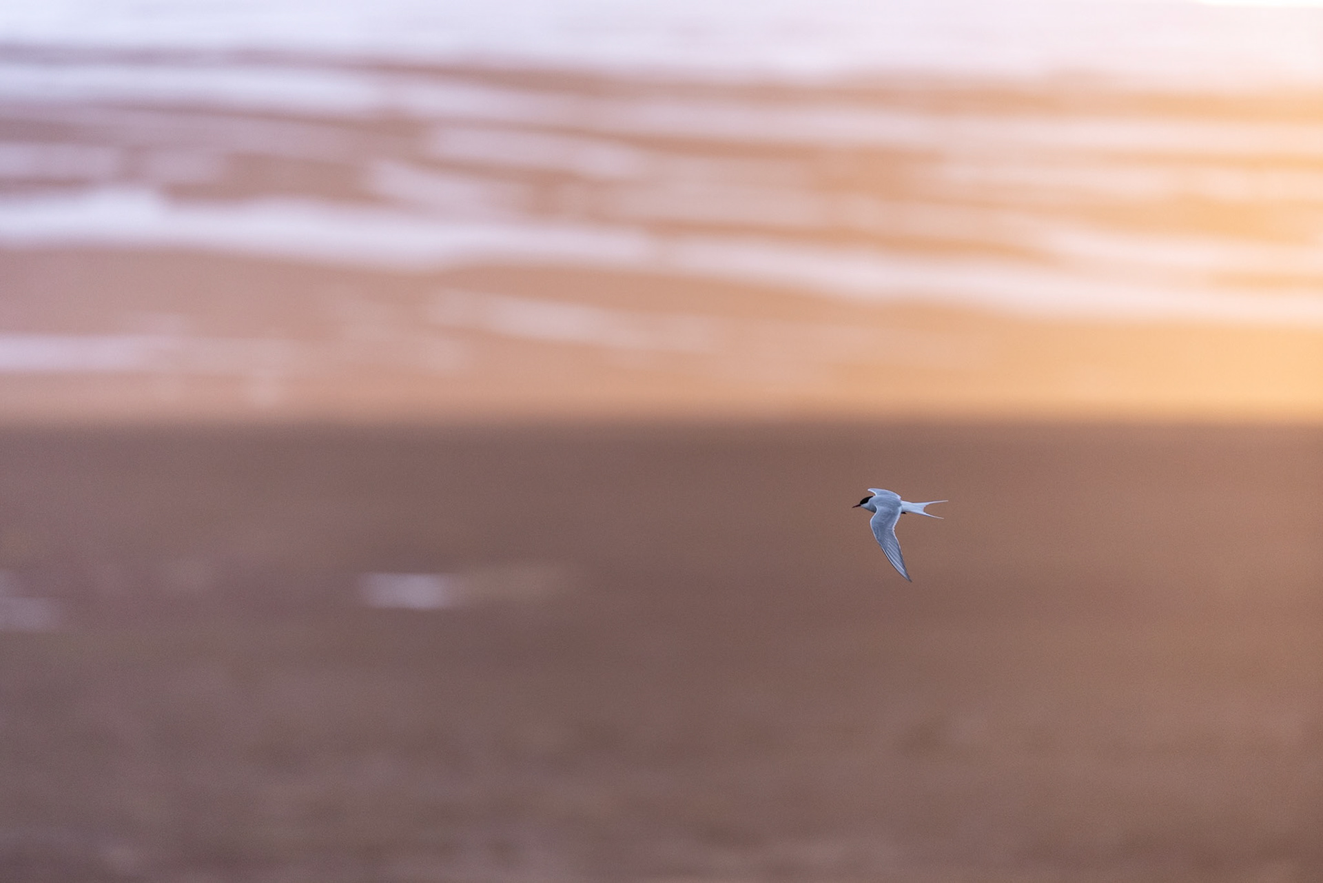 Arctic tern