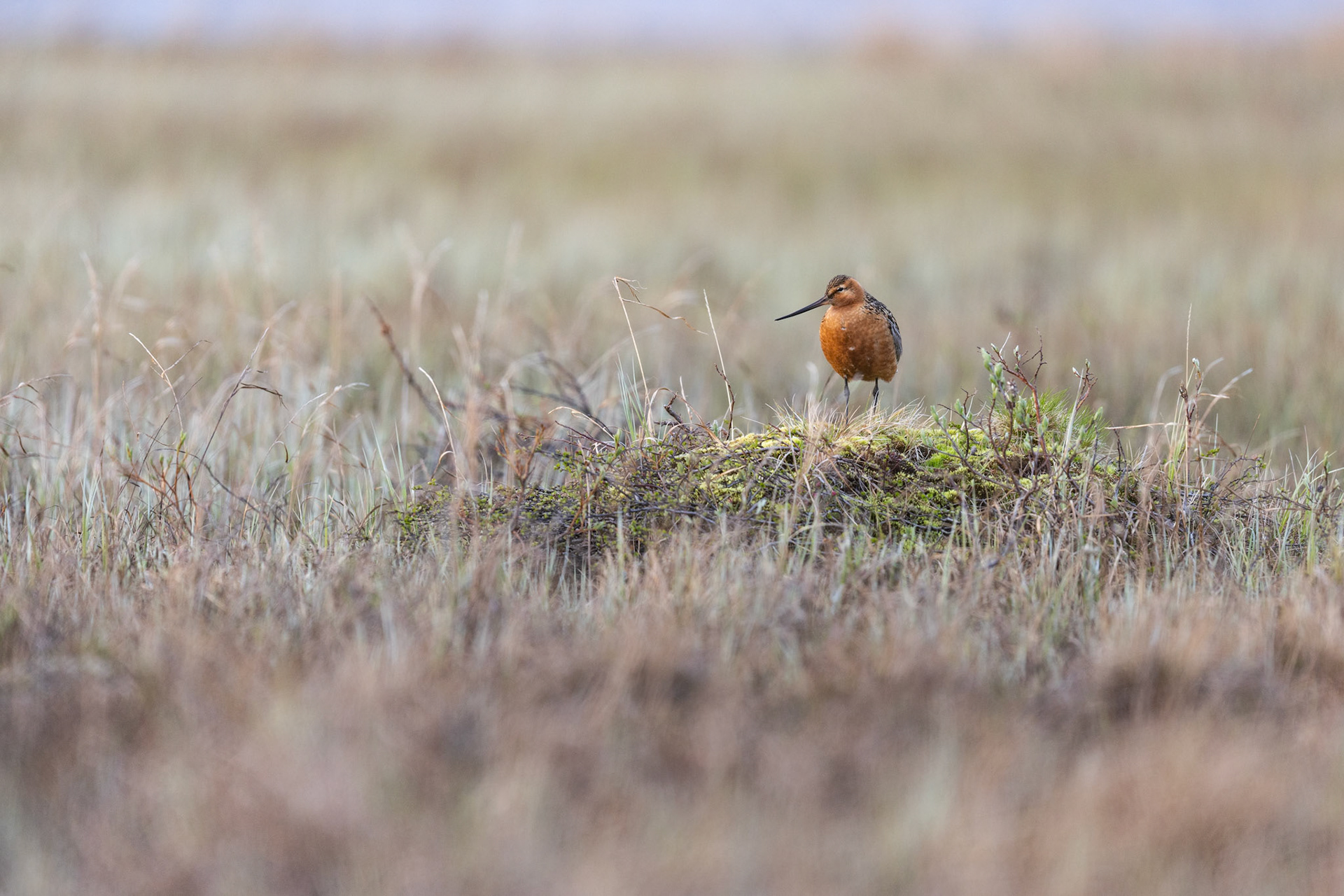 Bar-tailed godwit