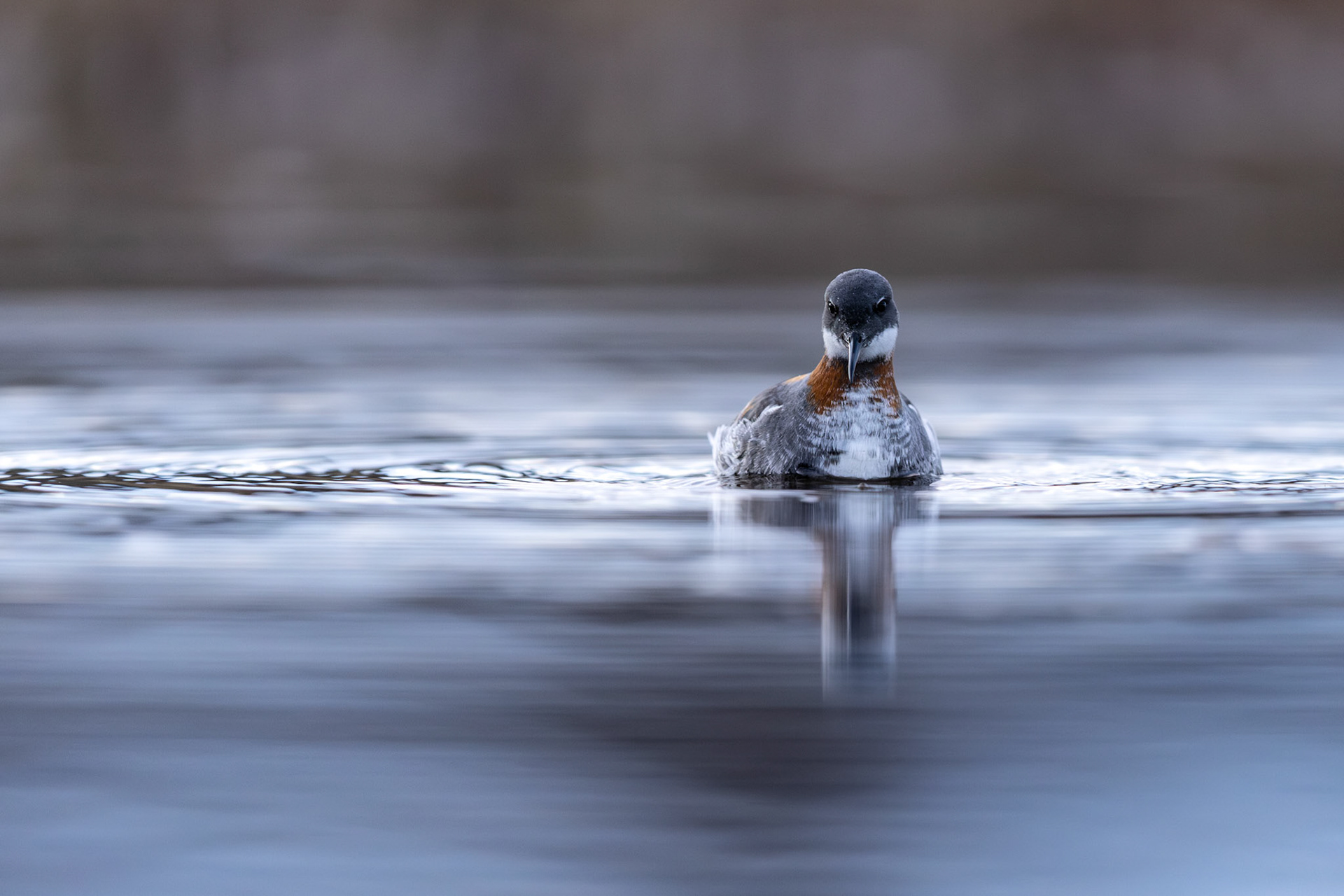 Red-necked phalarope