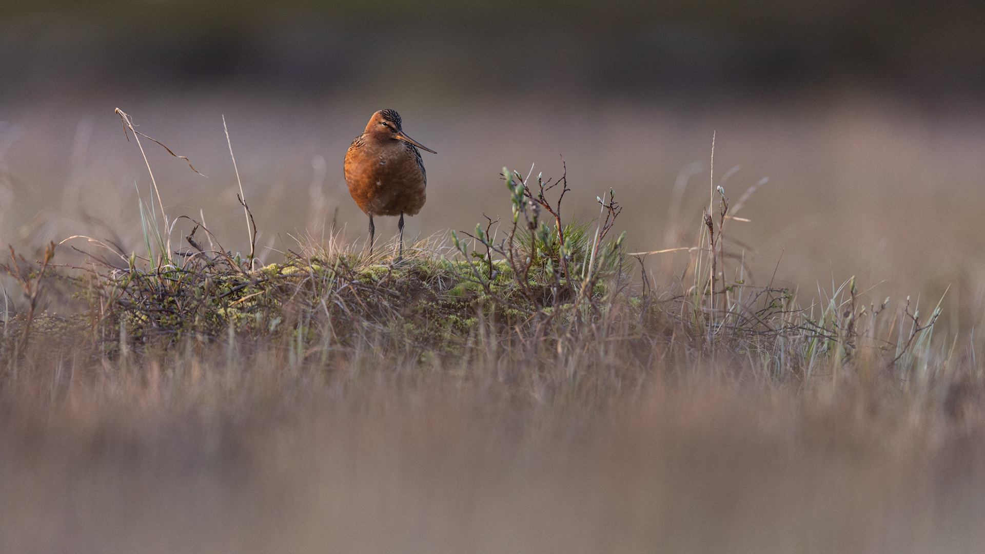 Bar-tailed godwit