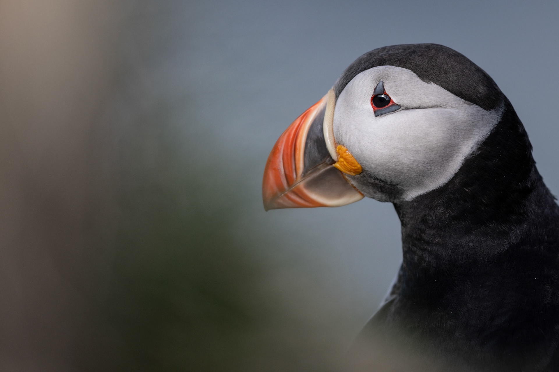 Puffin