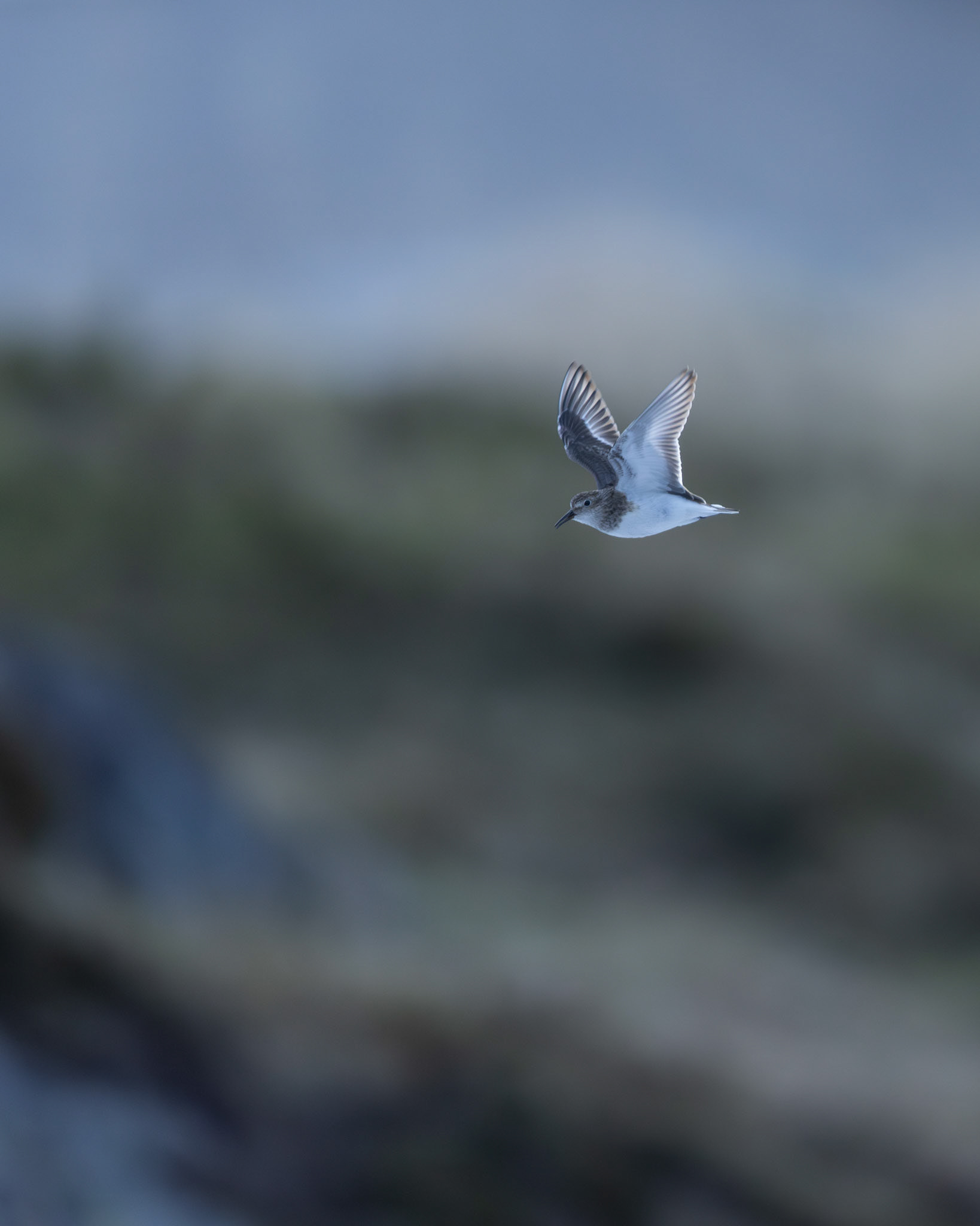 Temmincks stint