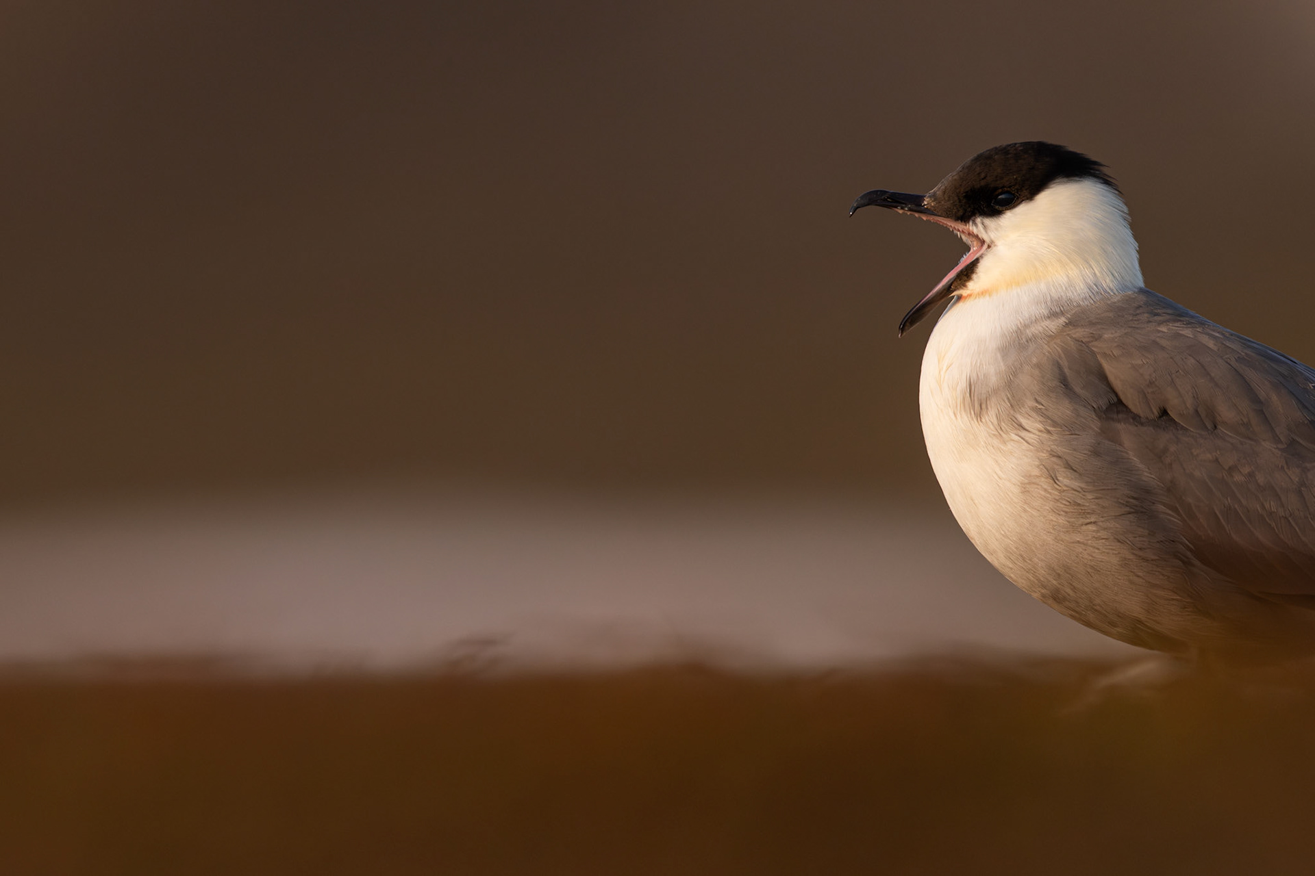 Long-tailed skua