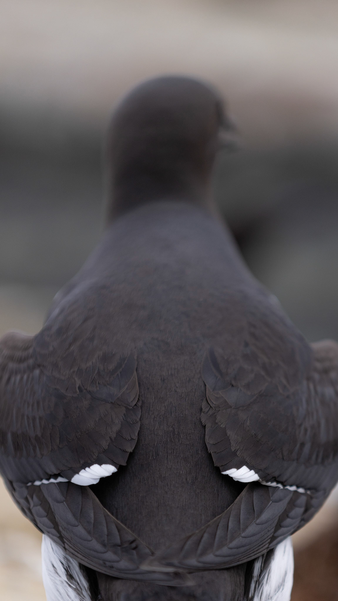 Common guillemot