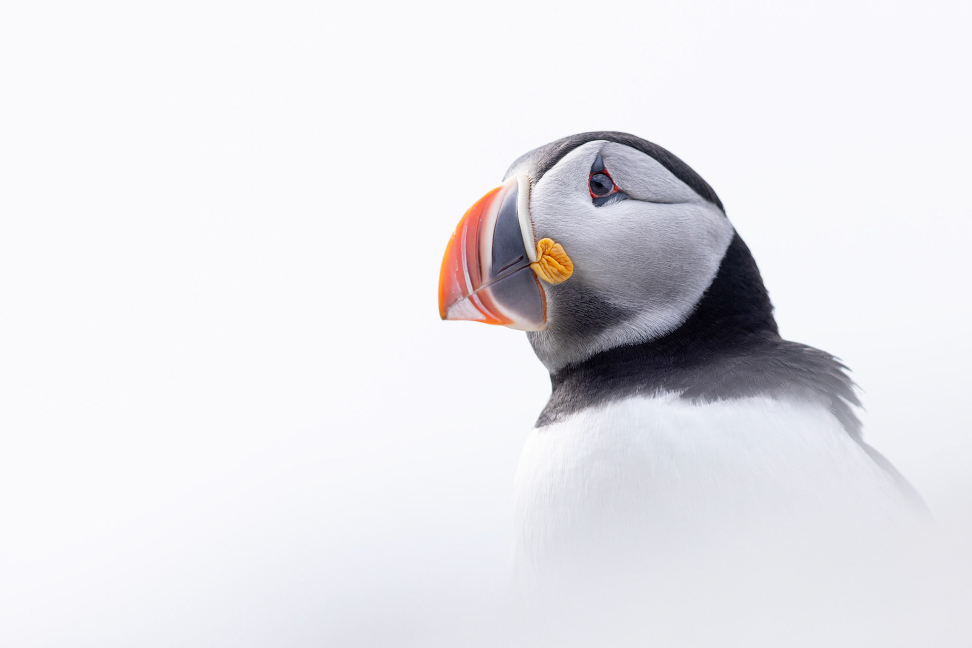 Puffin