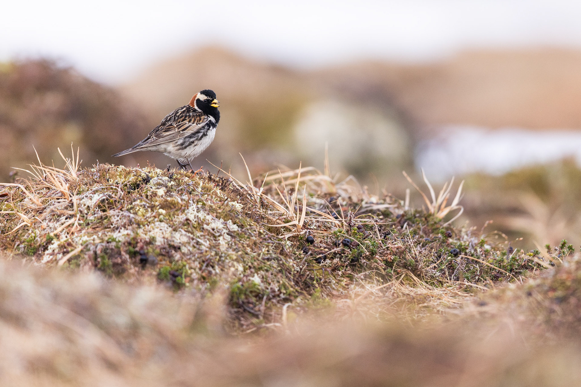 Lapland longspur