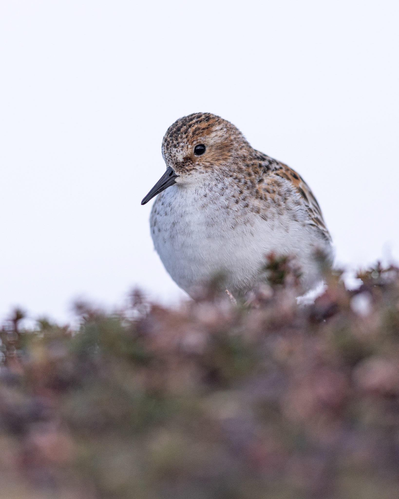 Little stint