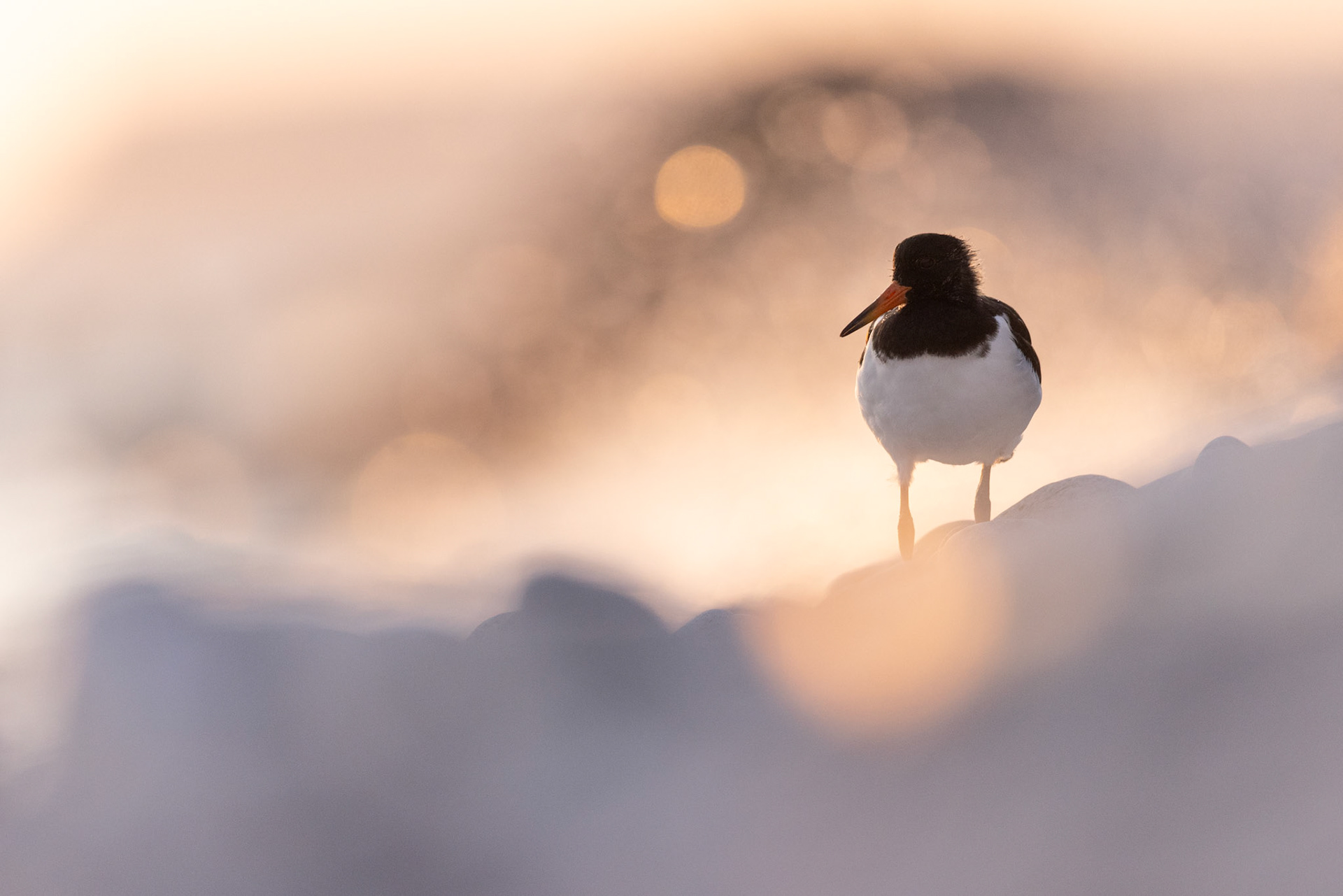 Eurasian oystercatcher