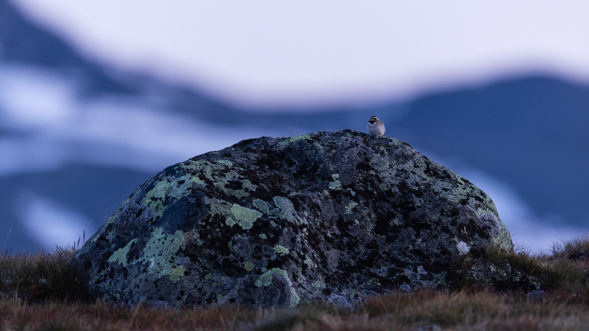 Horned lark