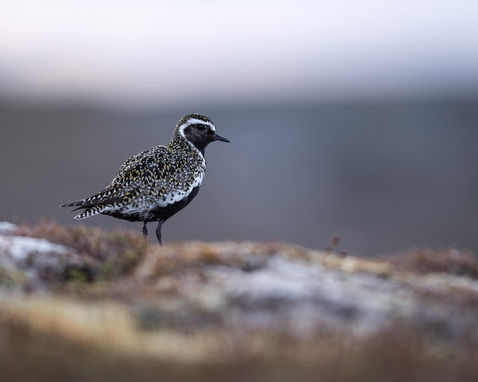 Golden plover