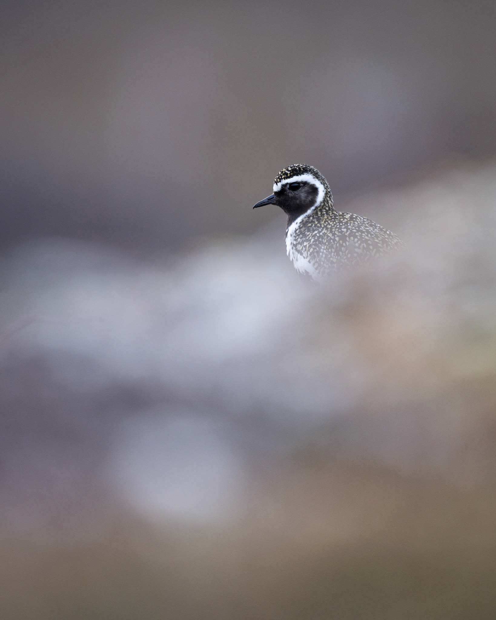 Golden plover
