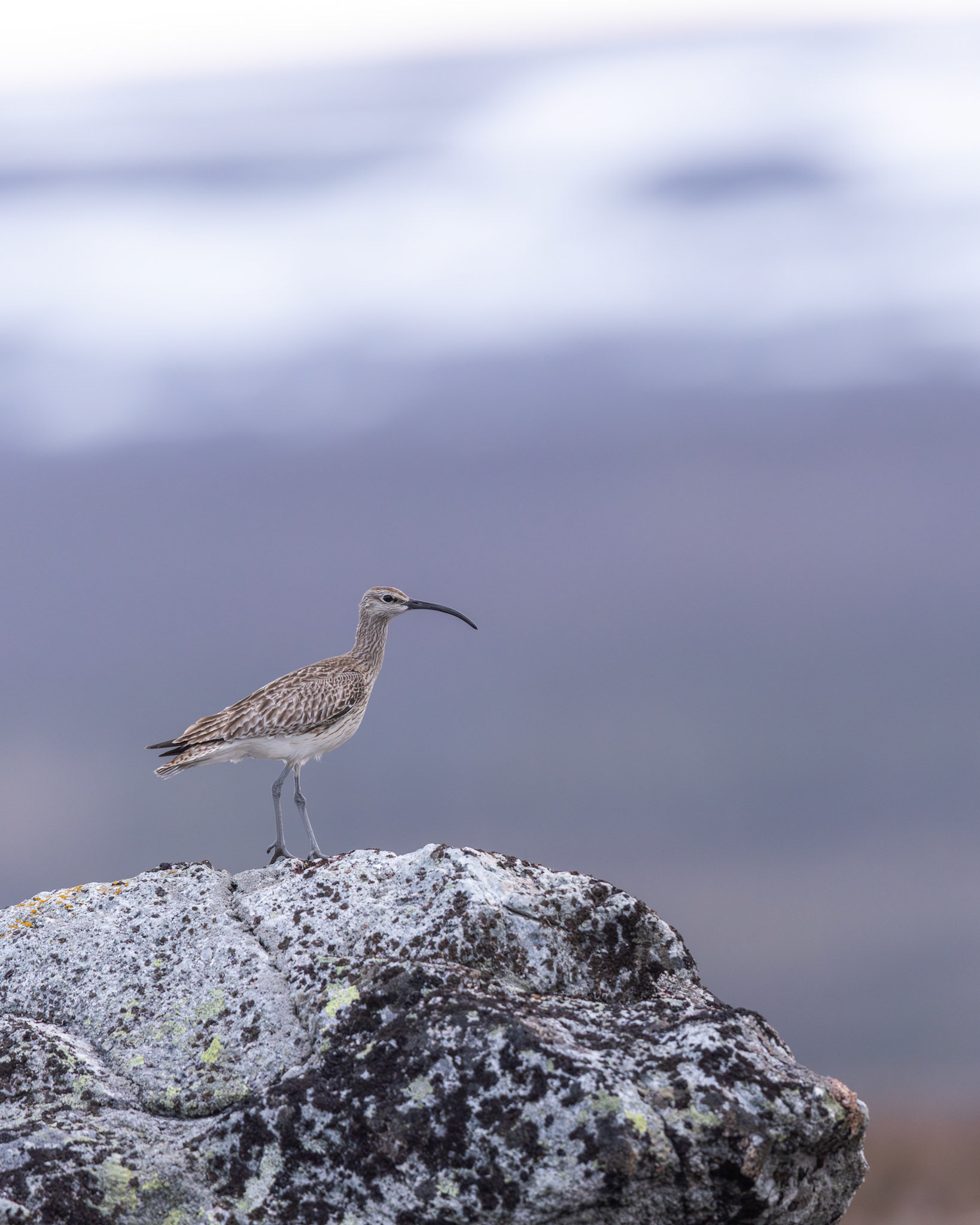 Whimbrel