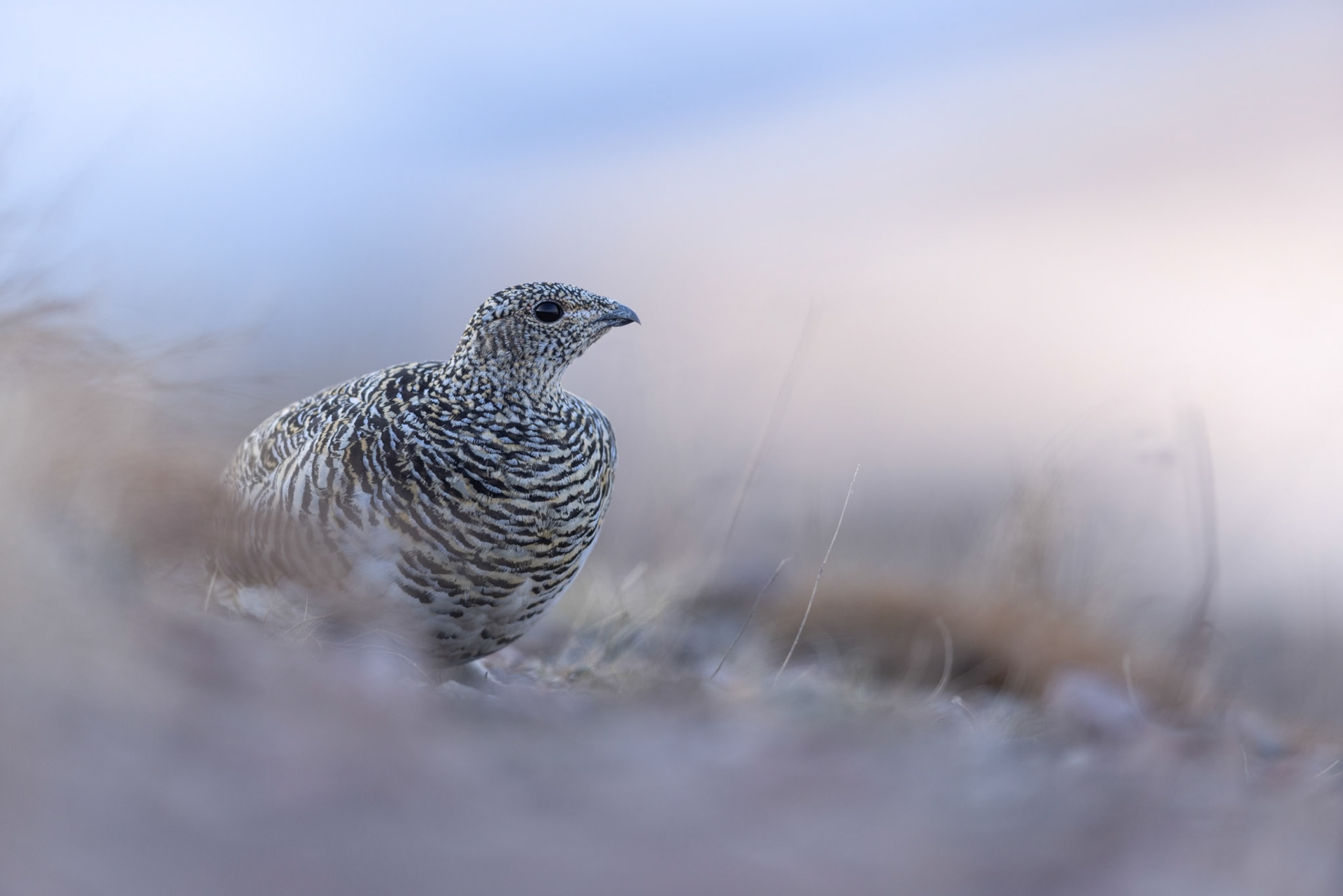 Rock ptarmigan