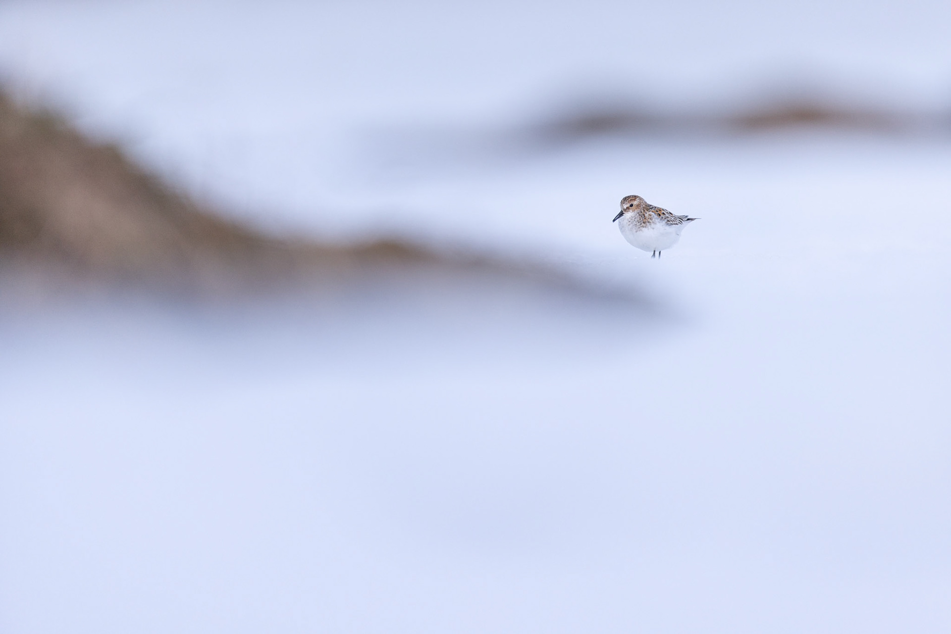 Little stint