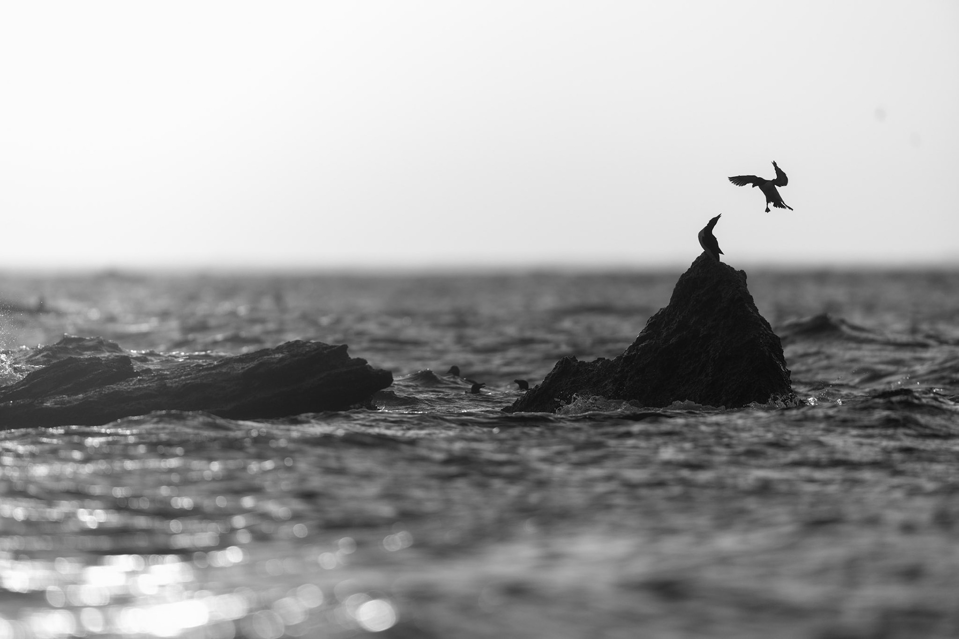 Razorbill