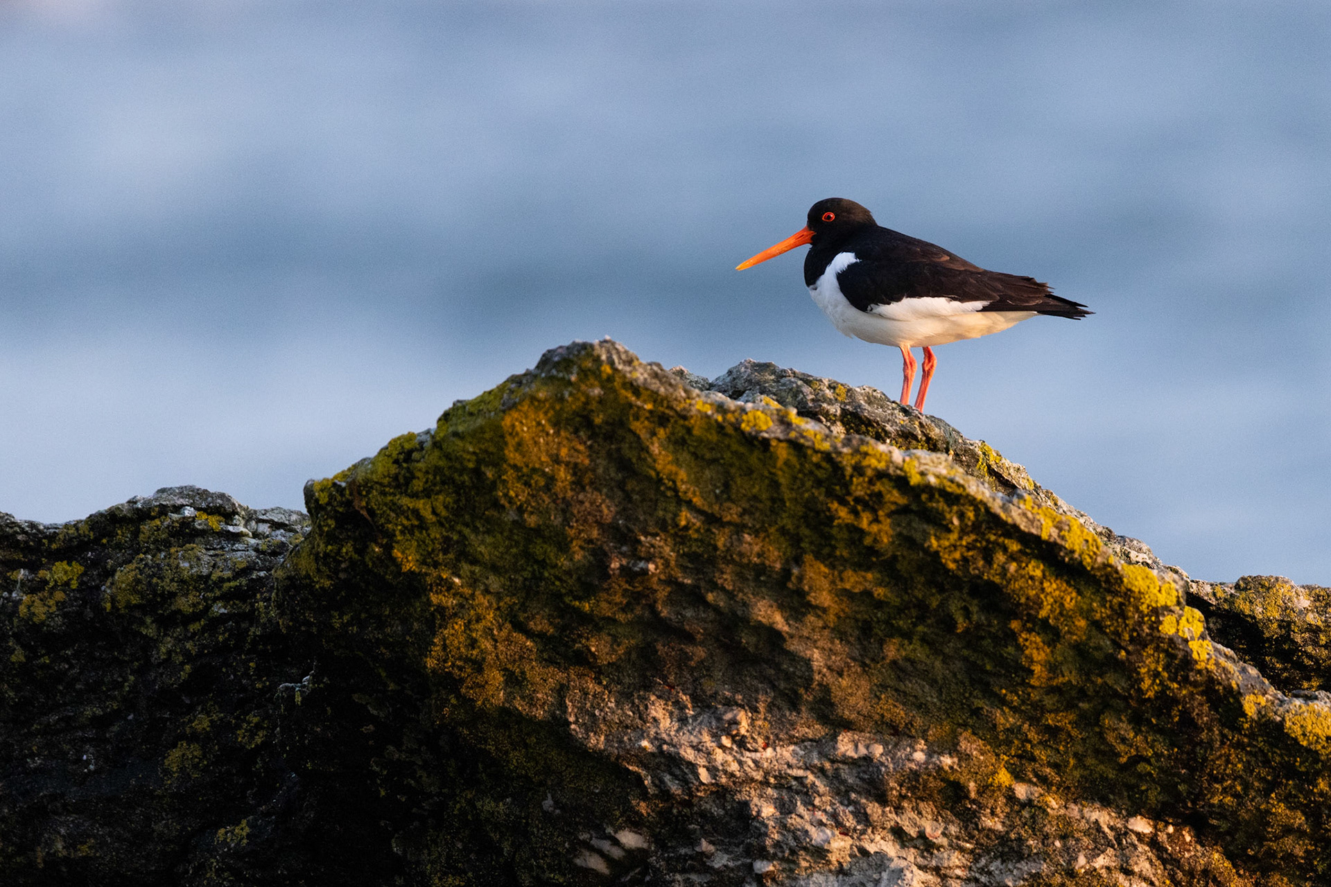 Eurasian oystercatcher