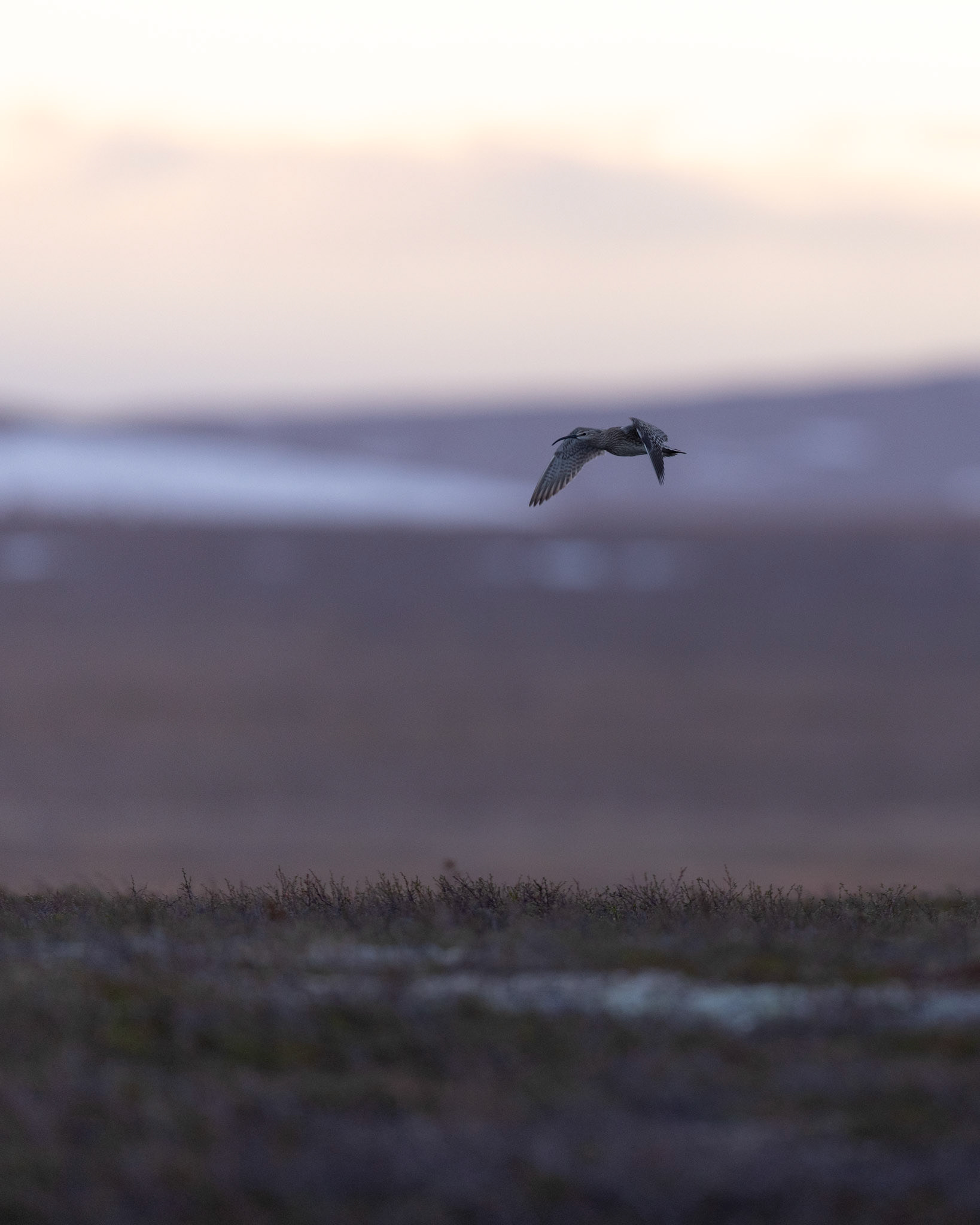 Whimbrel