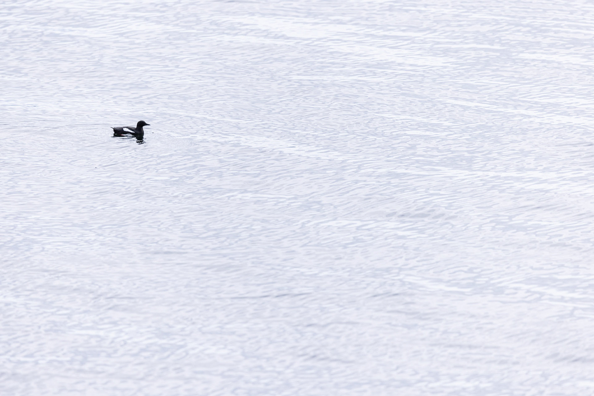 Black guillemot