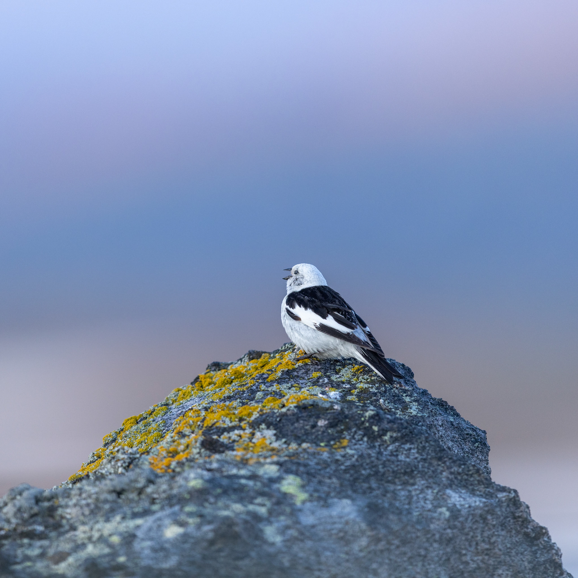 Snow bunting