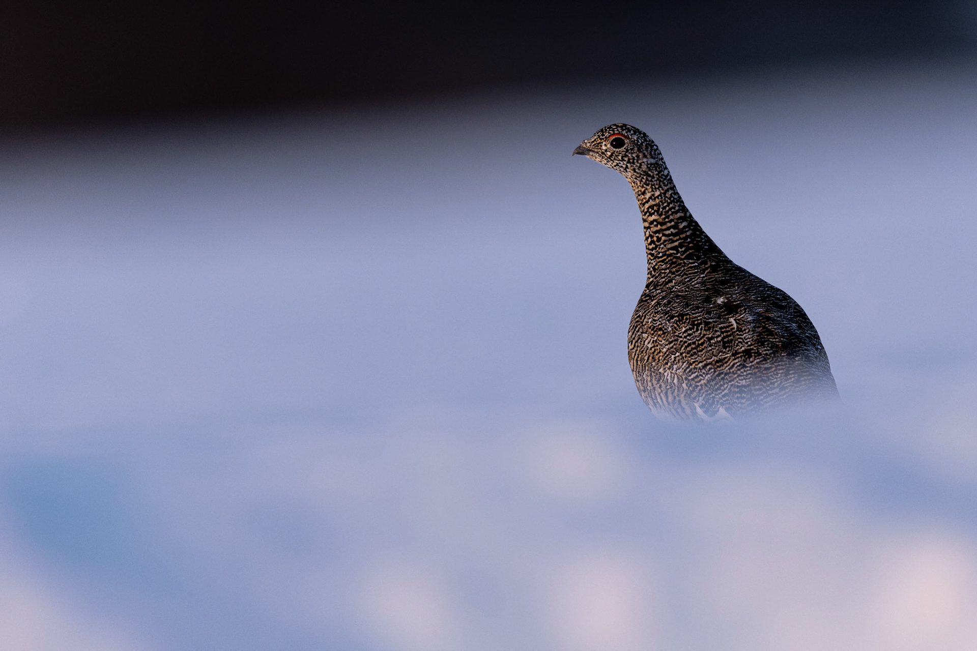 Rock ptarmigan