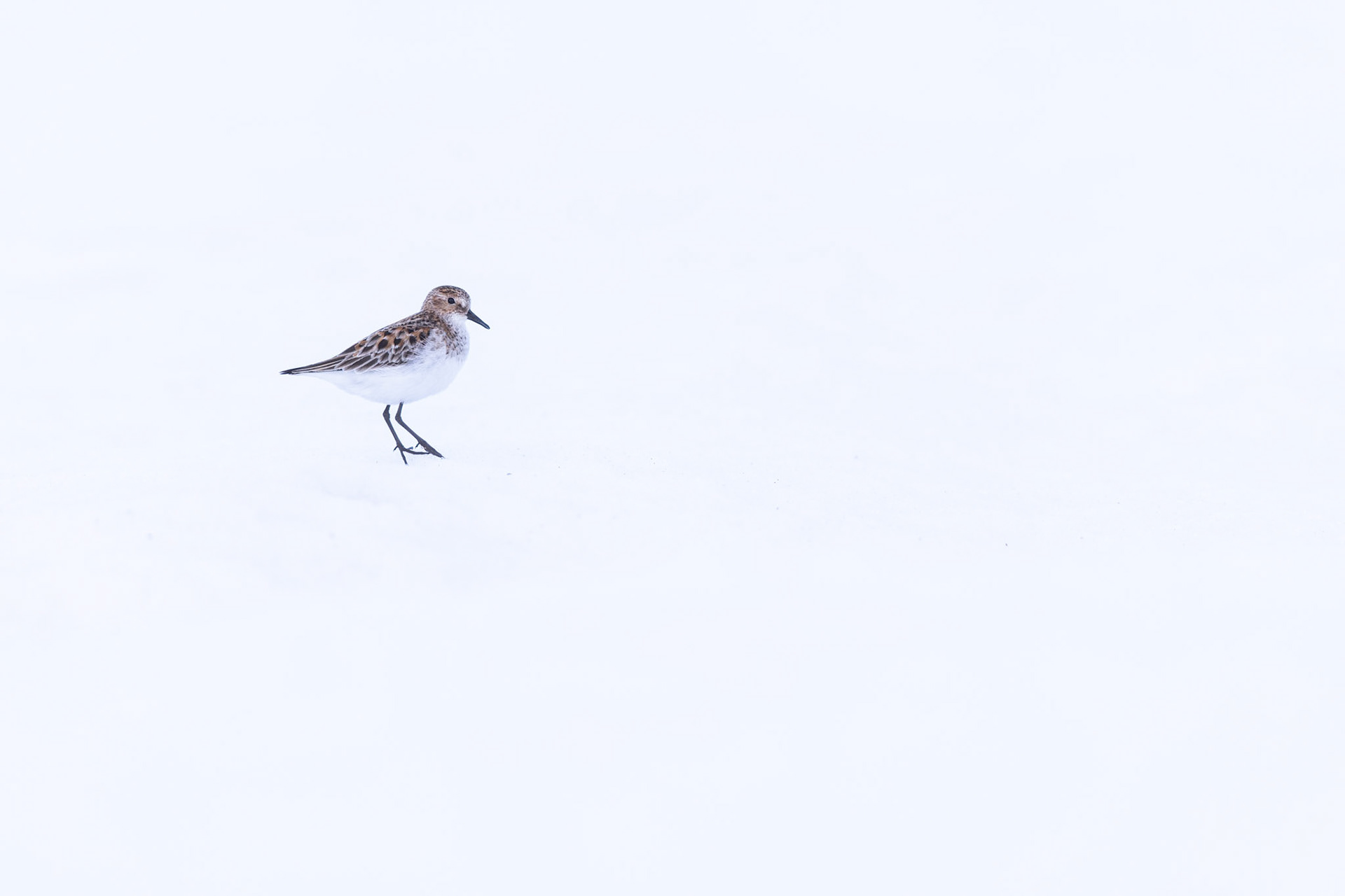 Little stint