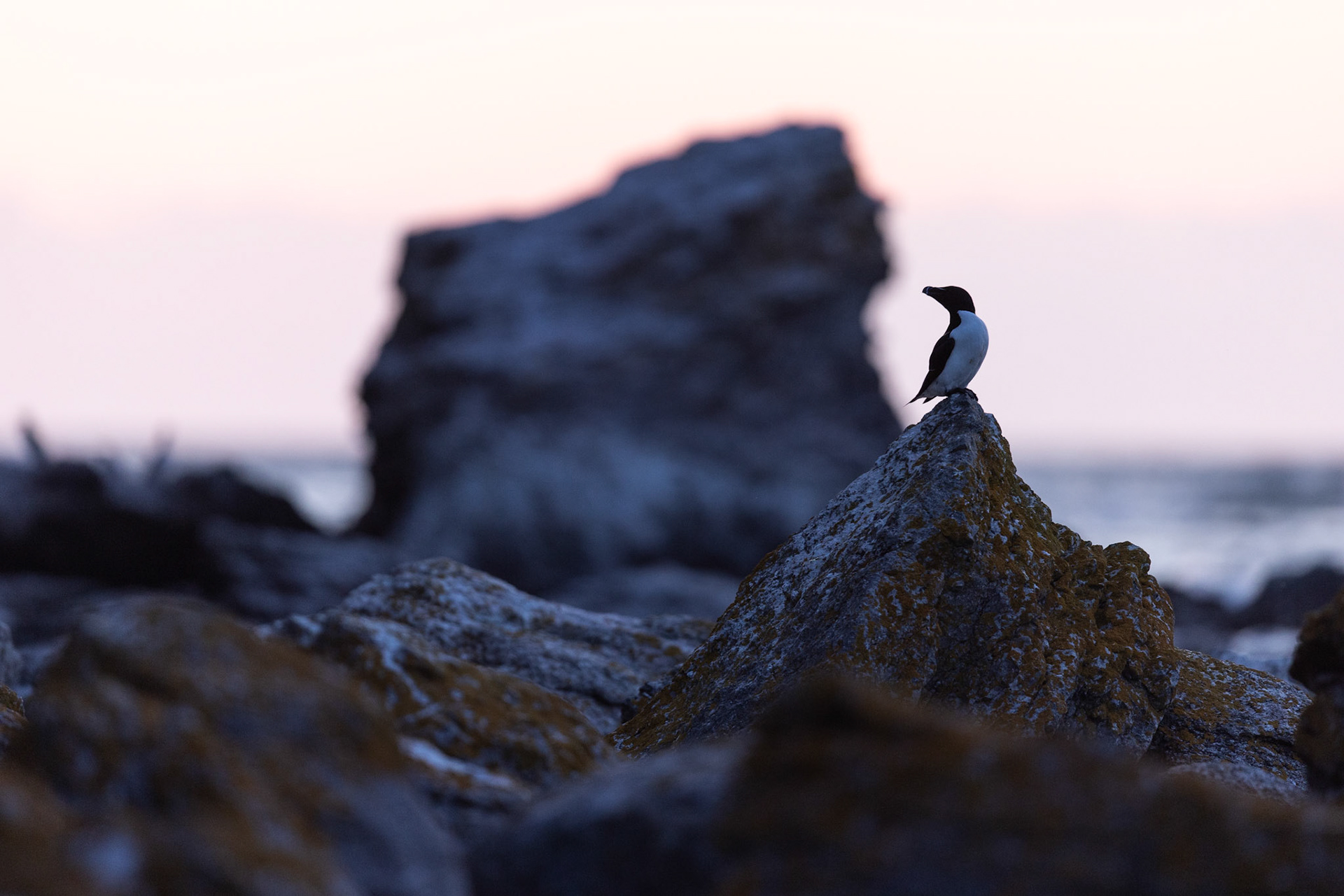 Razorbill