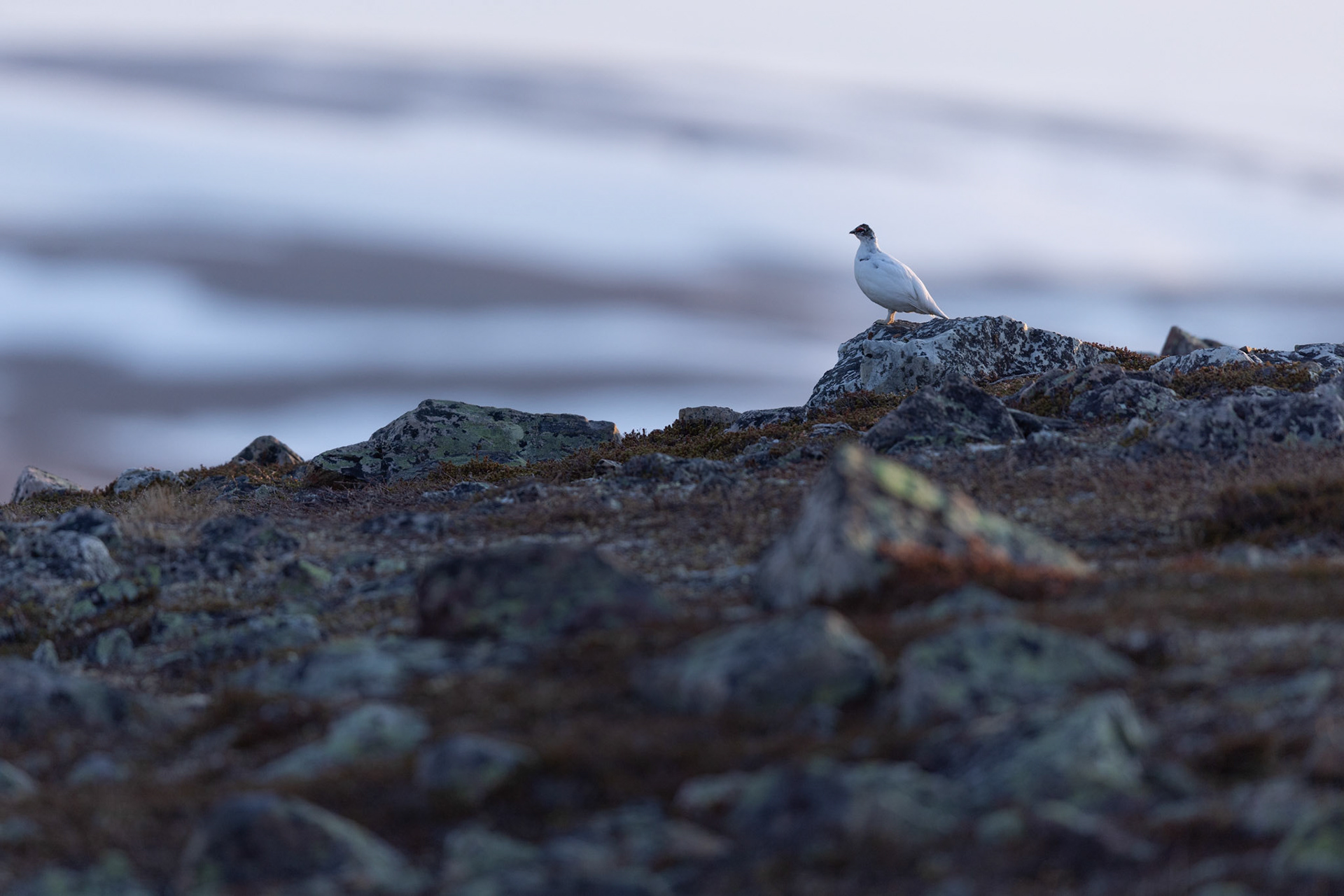 Rock ptarmigan