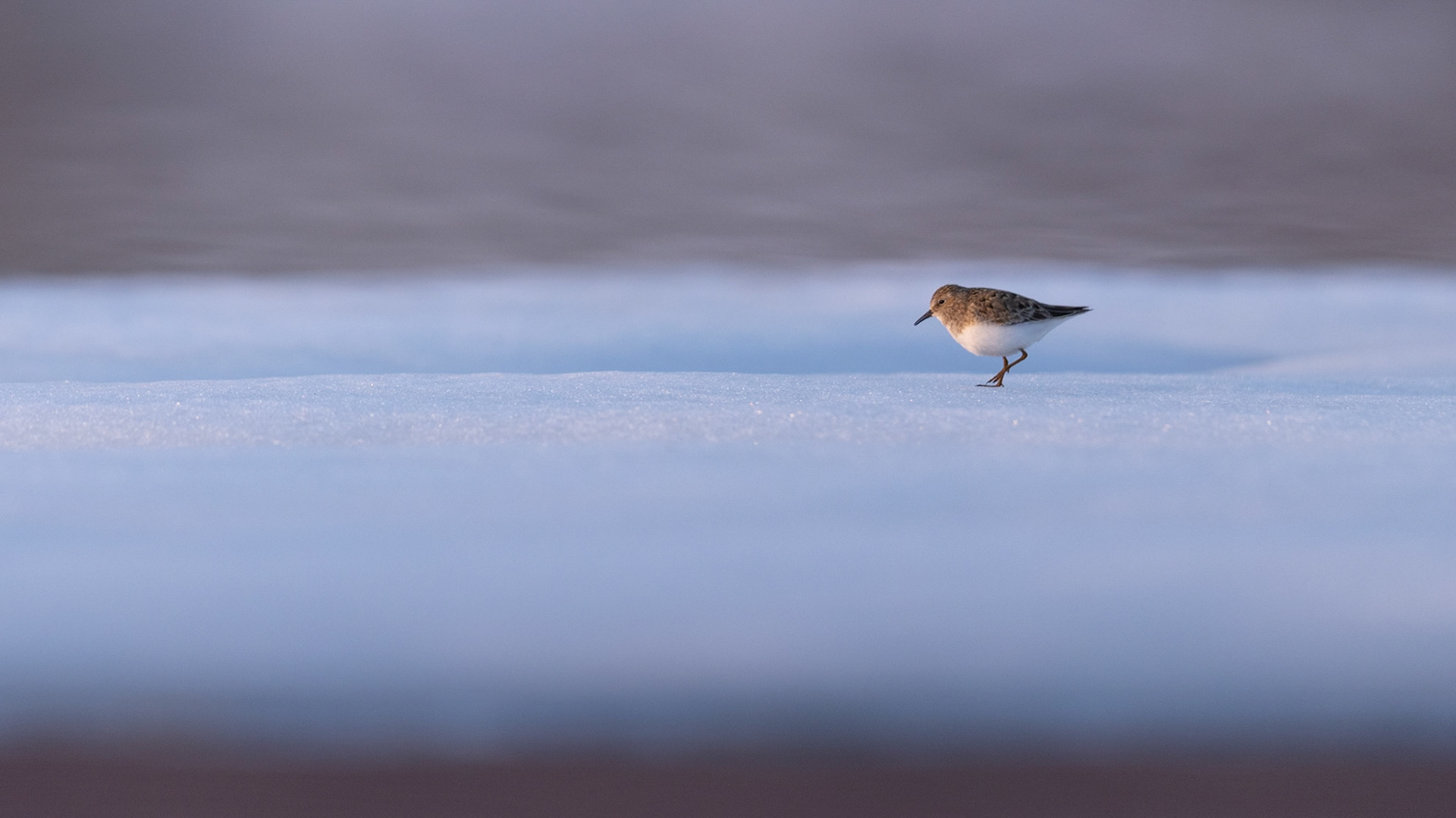Temmincks stint