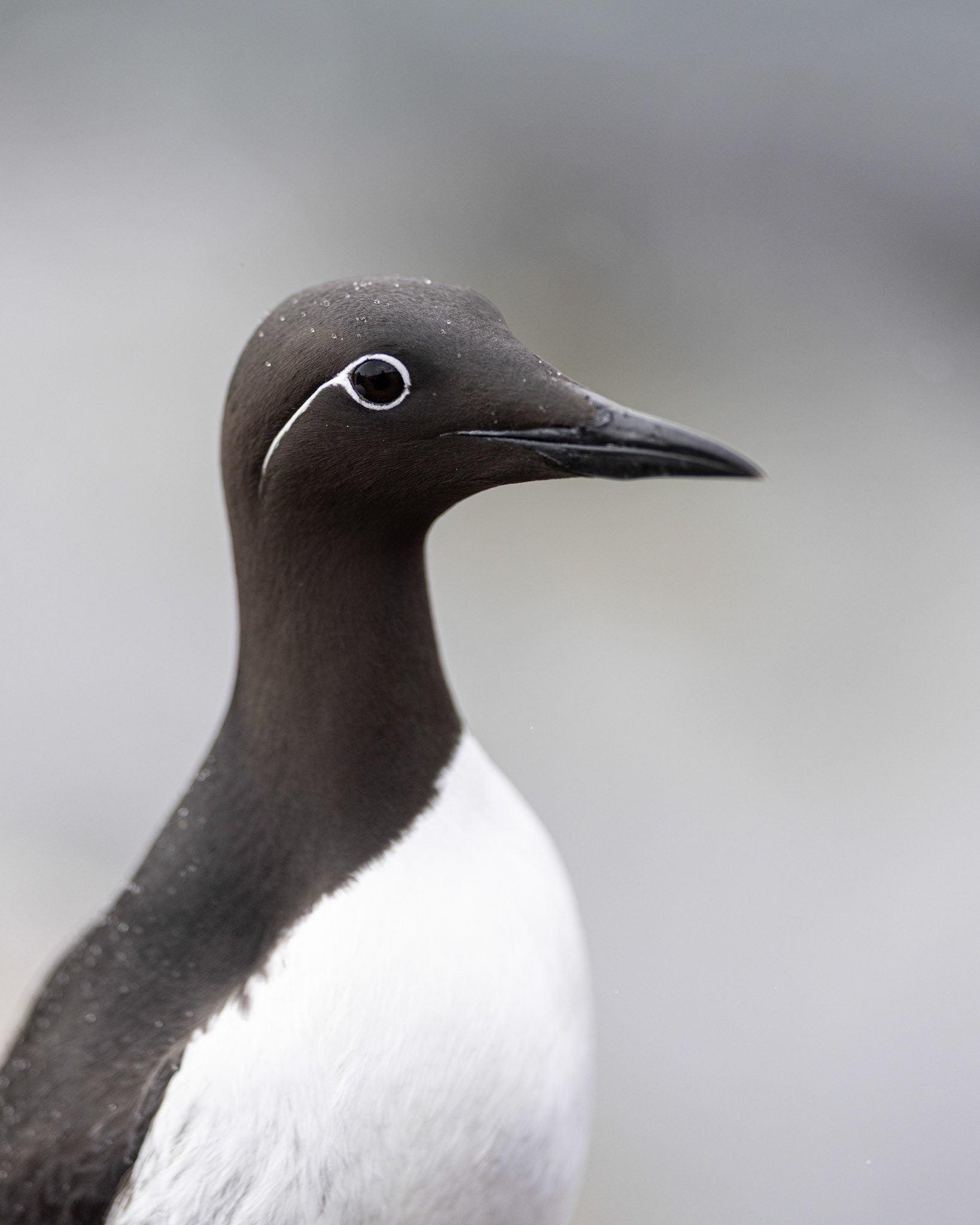 Common guillemot